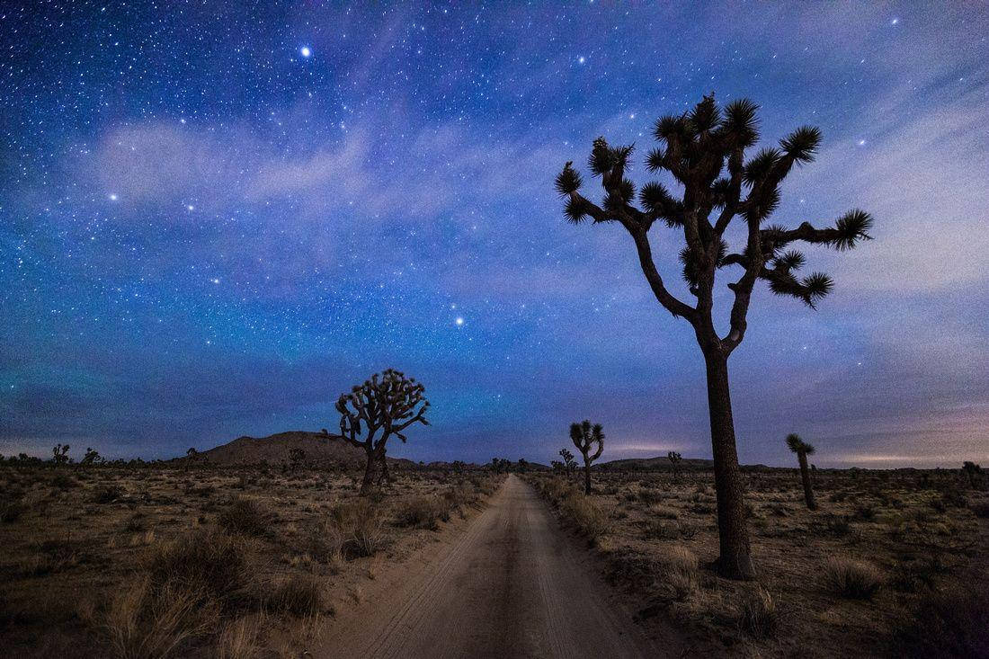 Joshua Tree National Park Evening Wallpapers