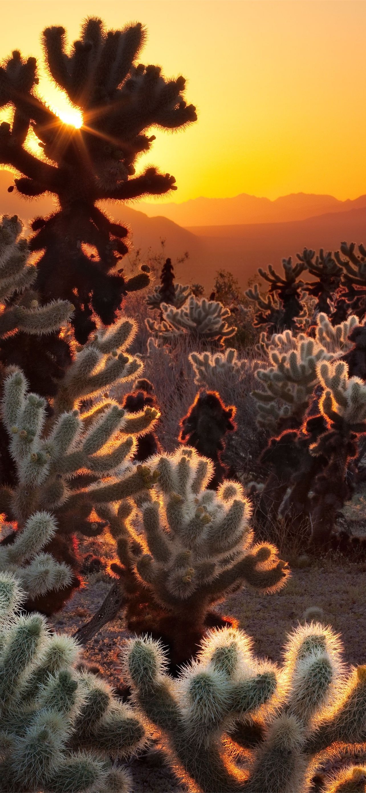 Joshua Tree National Park Evening Wallpapers