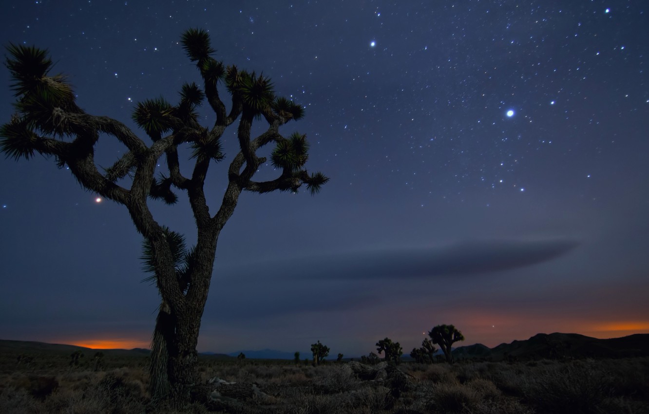 Joshua Tree National Park Evening Wallpapers