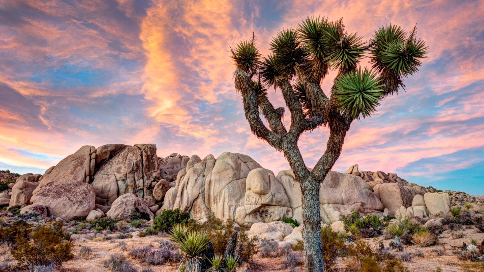 Joshua Tree National Park Evening Wallpapers