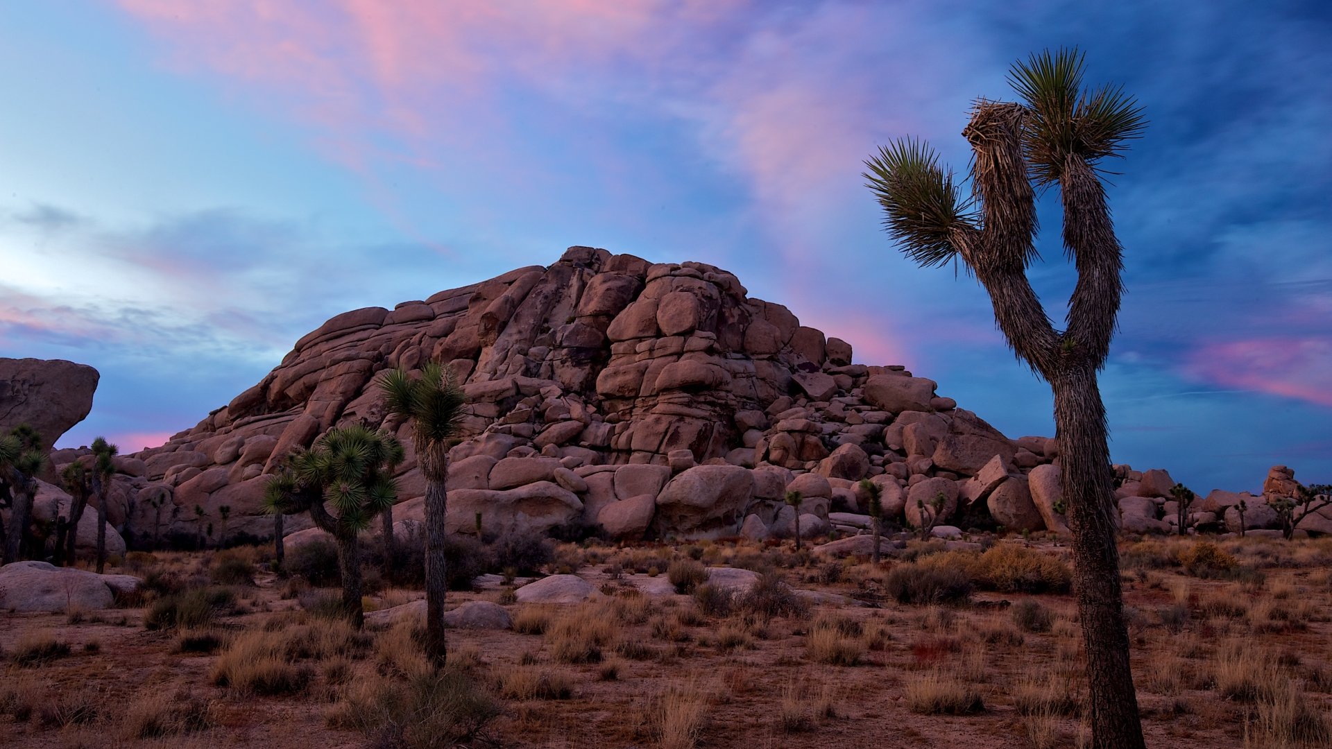 Joshua Tree National Park Evening Wallpapers