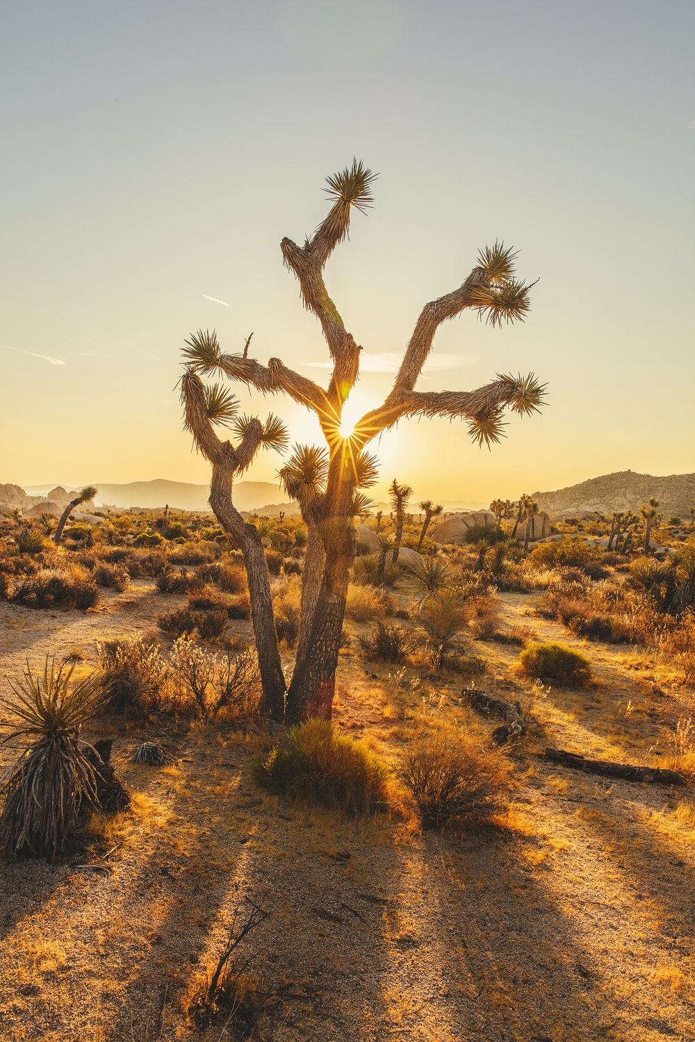 Joshua Tree Wallpapers