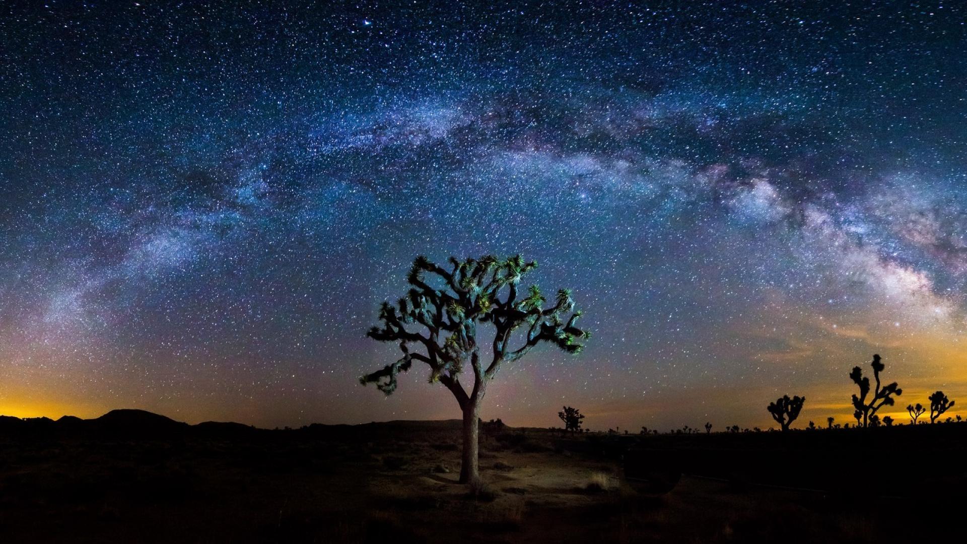 Joshua Tree Wallpapers