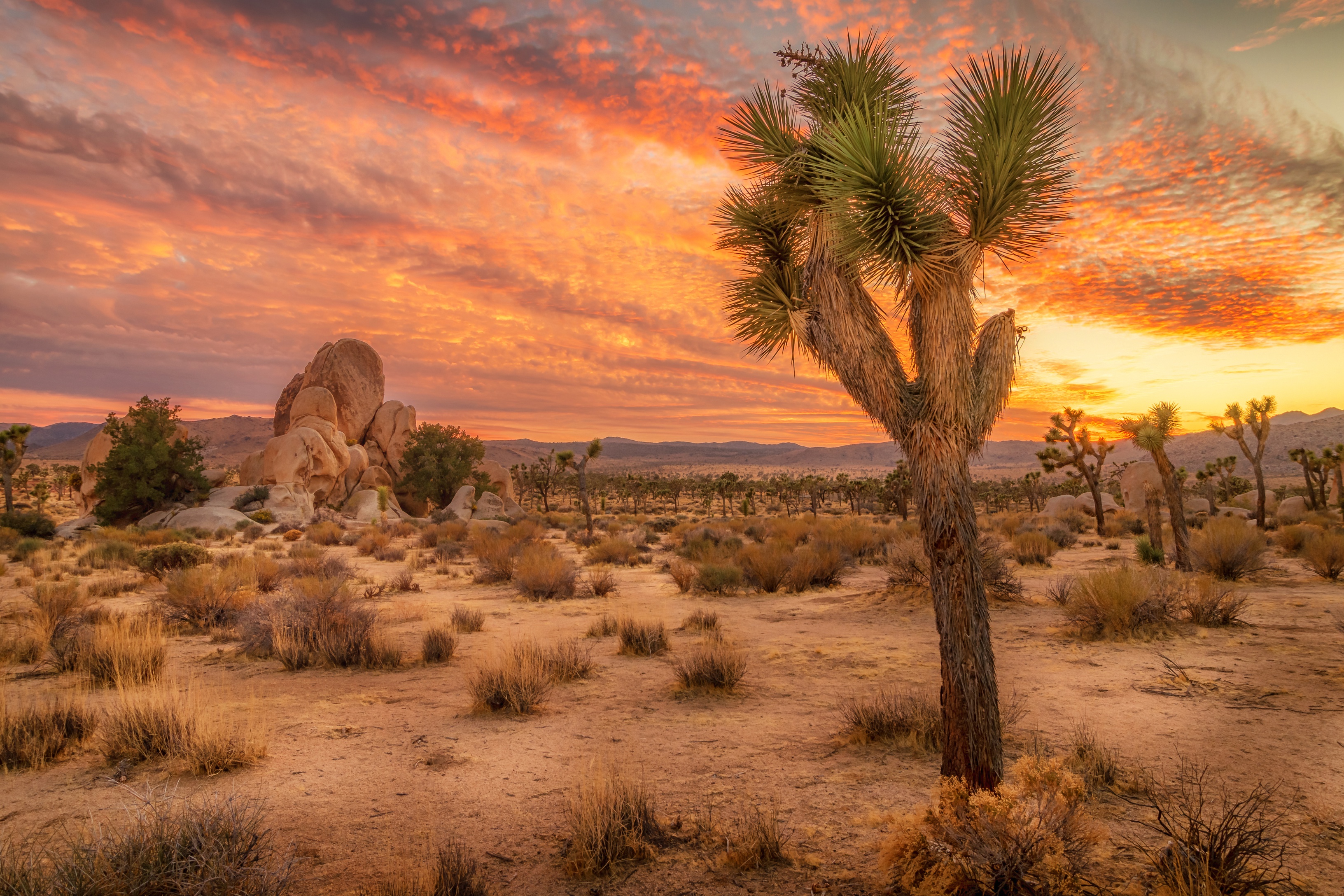 Joshua Tree Wallpapers