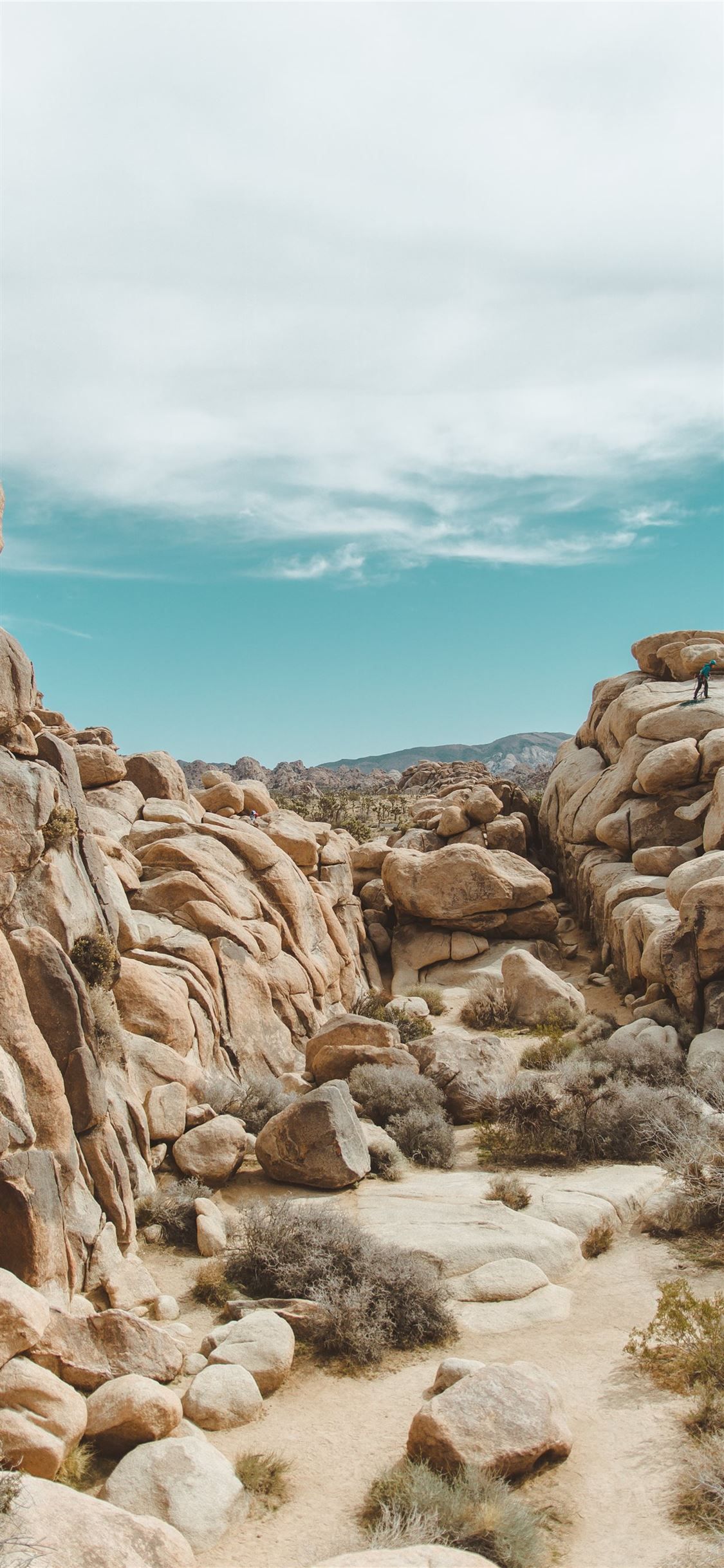 Joshua Tree Wallpapers