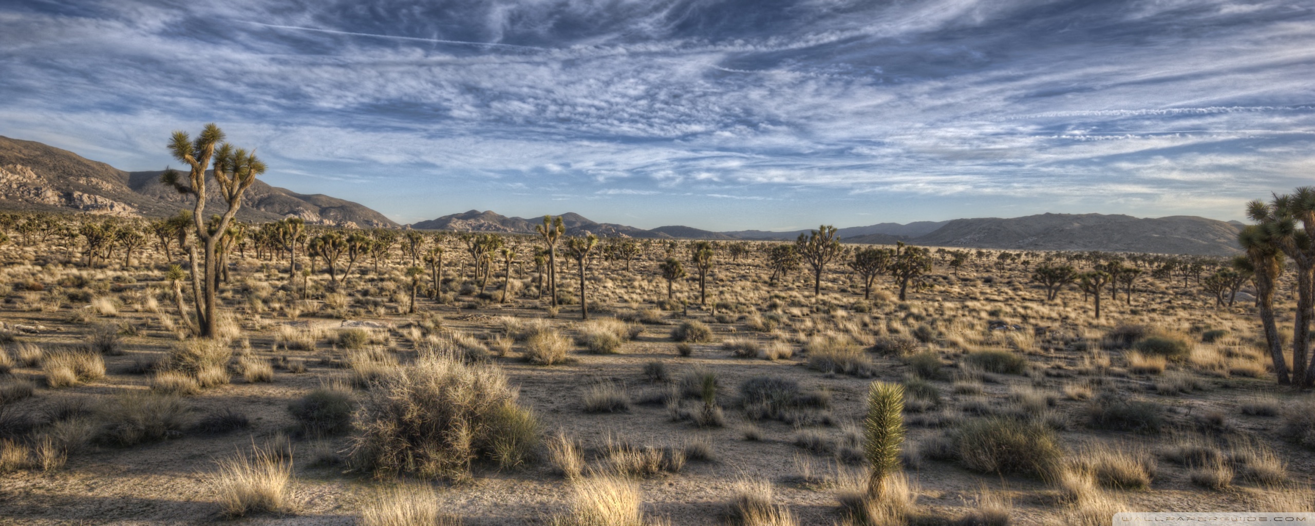 Joshua Tree Wallpapers