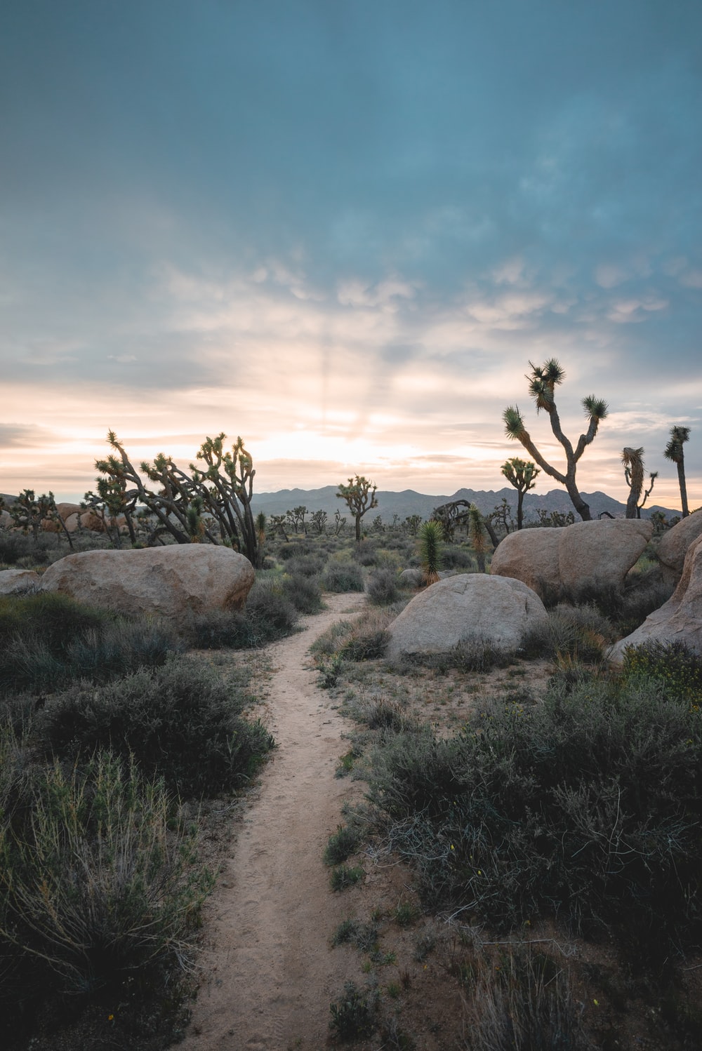 Joshua Tree Wallpapers