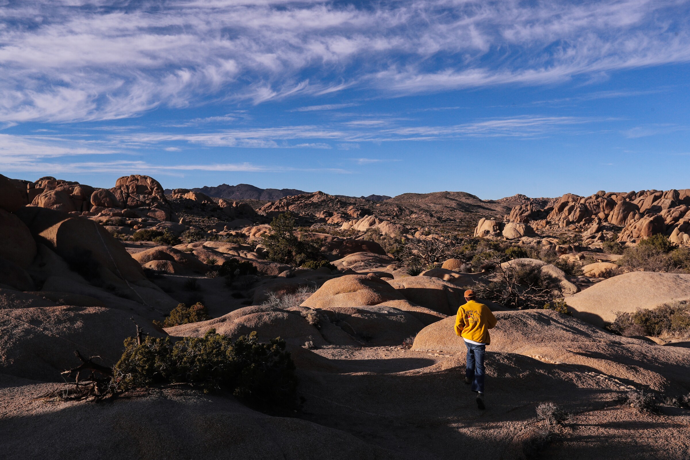 Joshua Tree Wallpapers