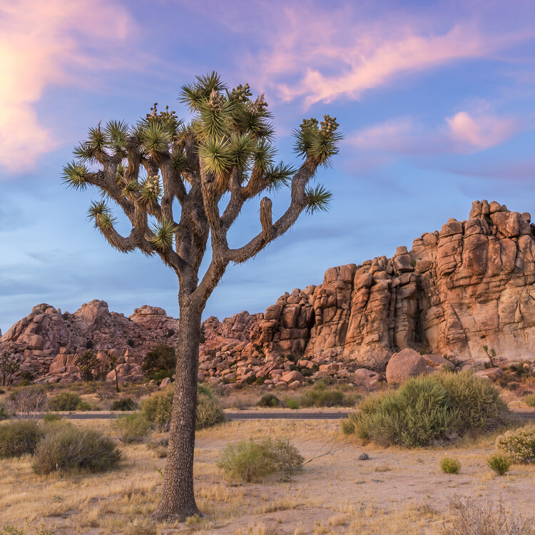 Joshua Tree Wallpapers