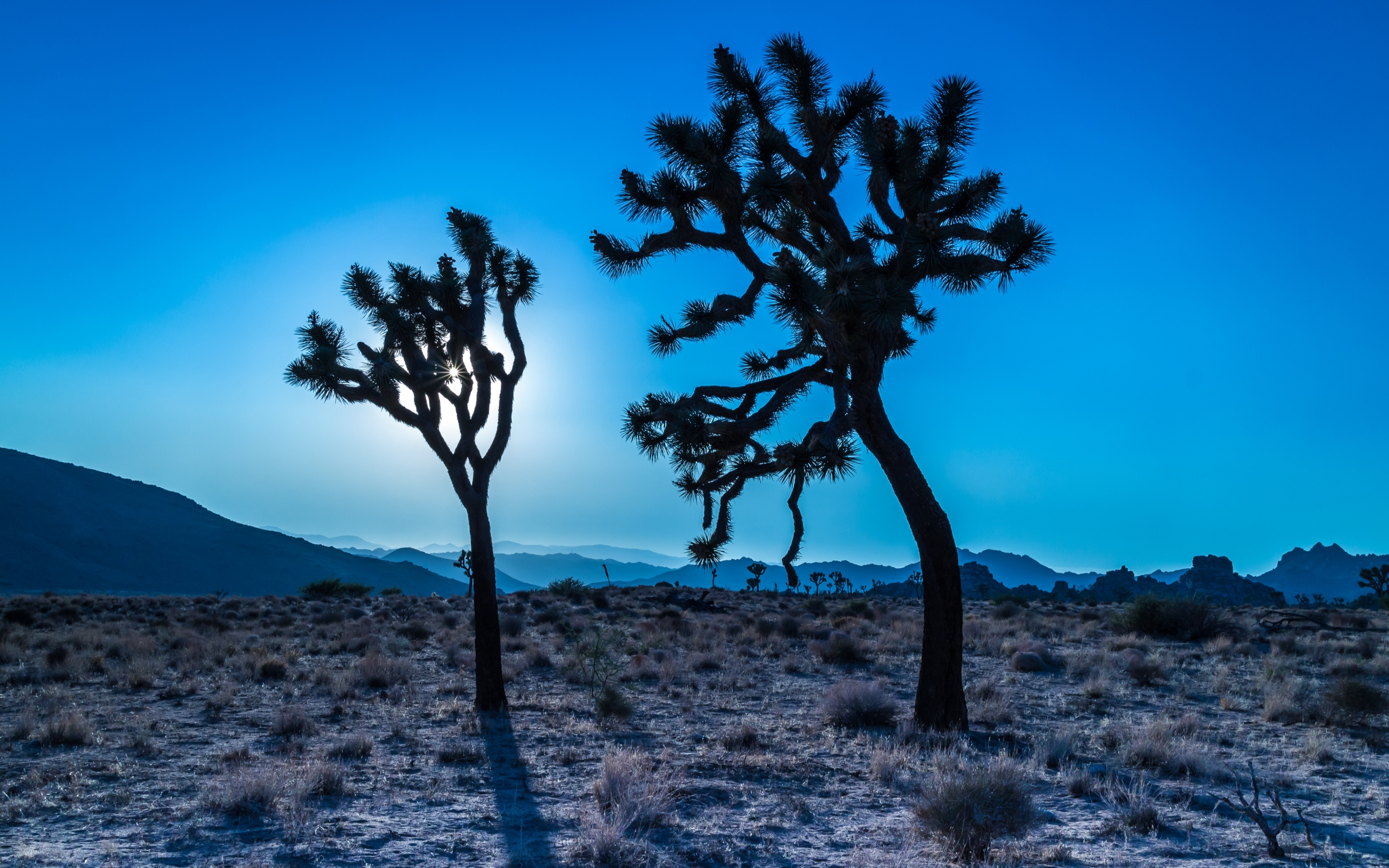 Joshua Tree Wallpapers