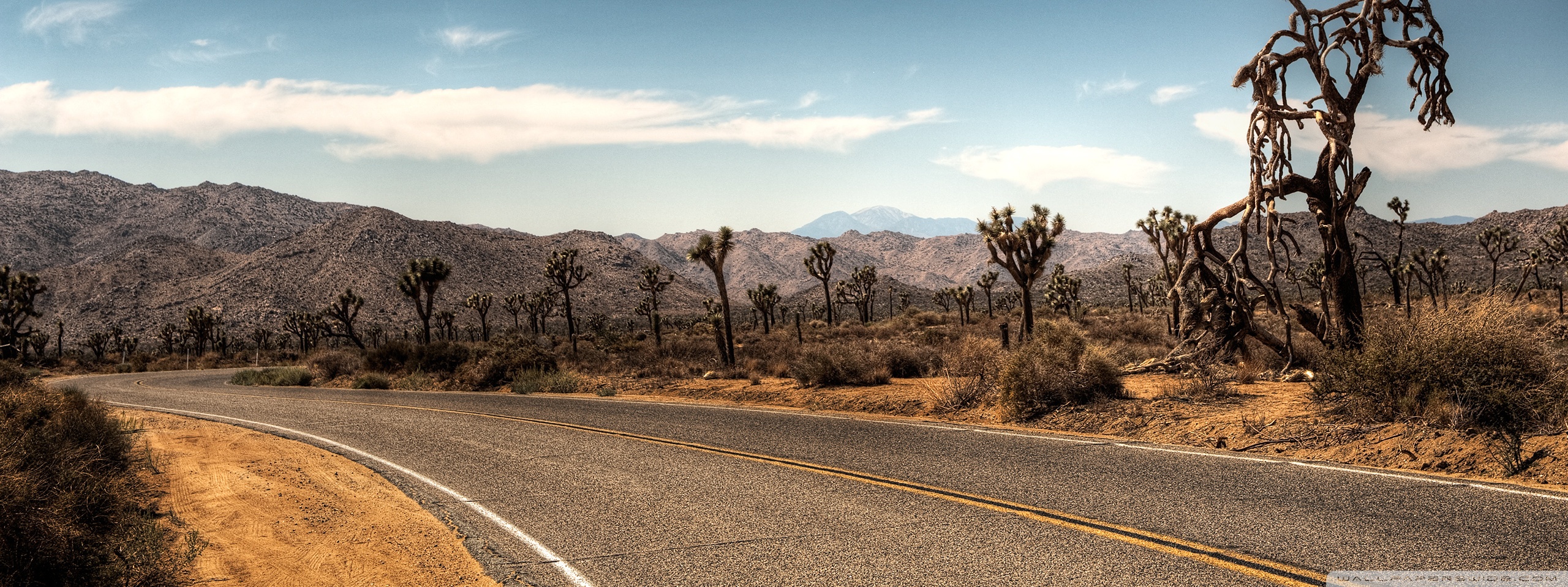 Joshua Tree Wallpapers