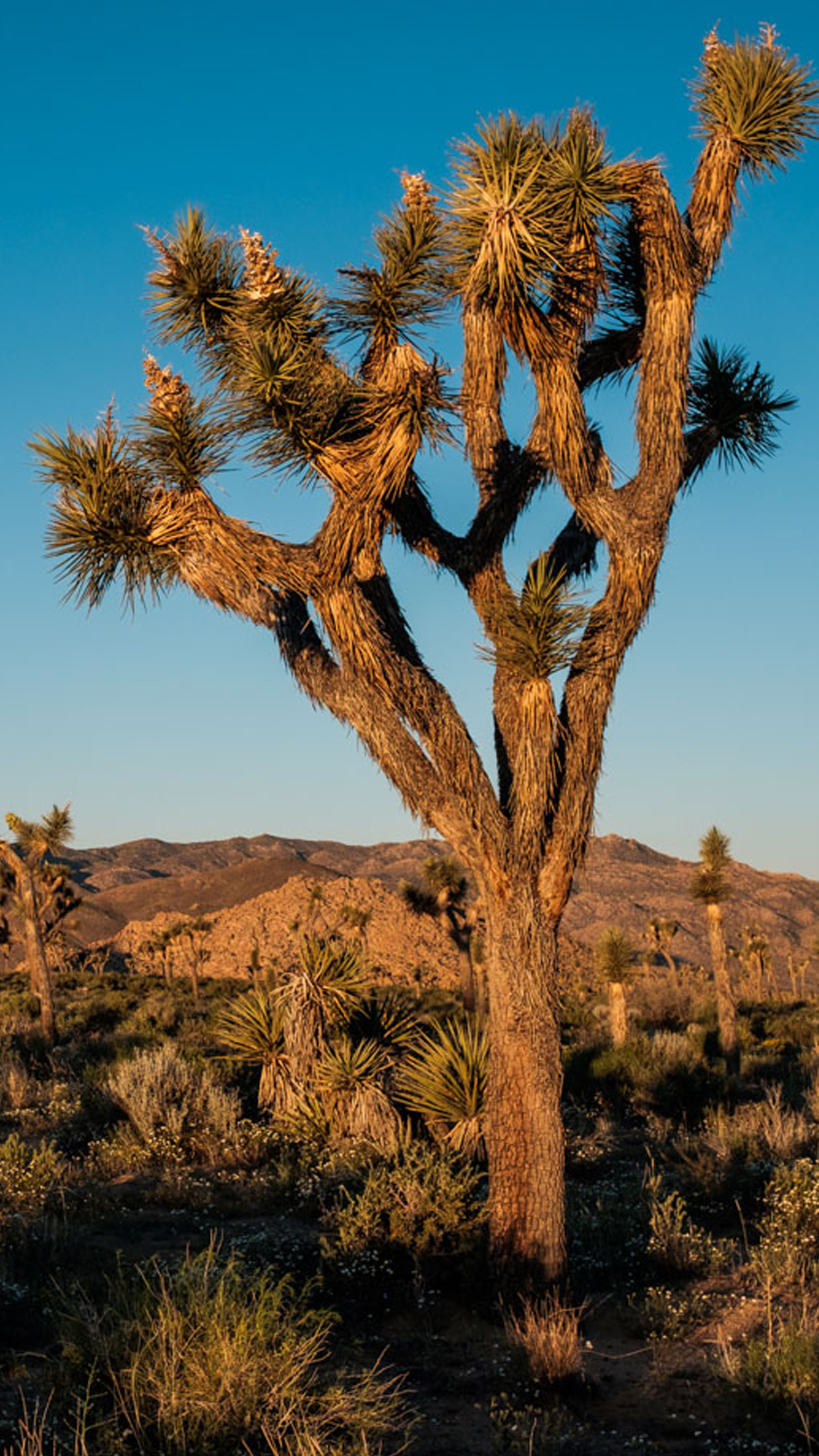 Joshua Tree Wallpapers