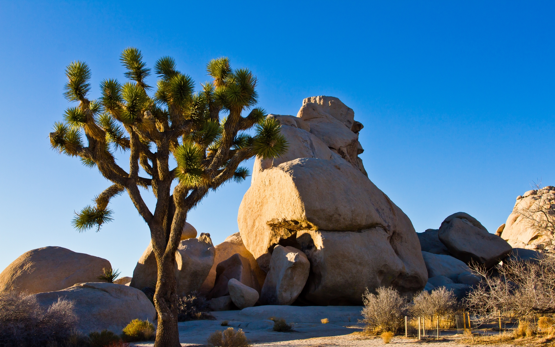 Joshua Tree Wallpapers