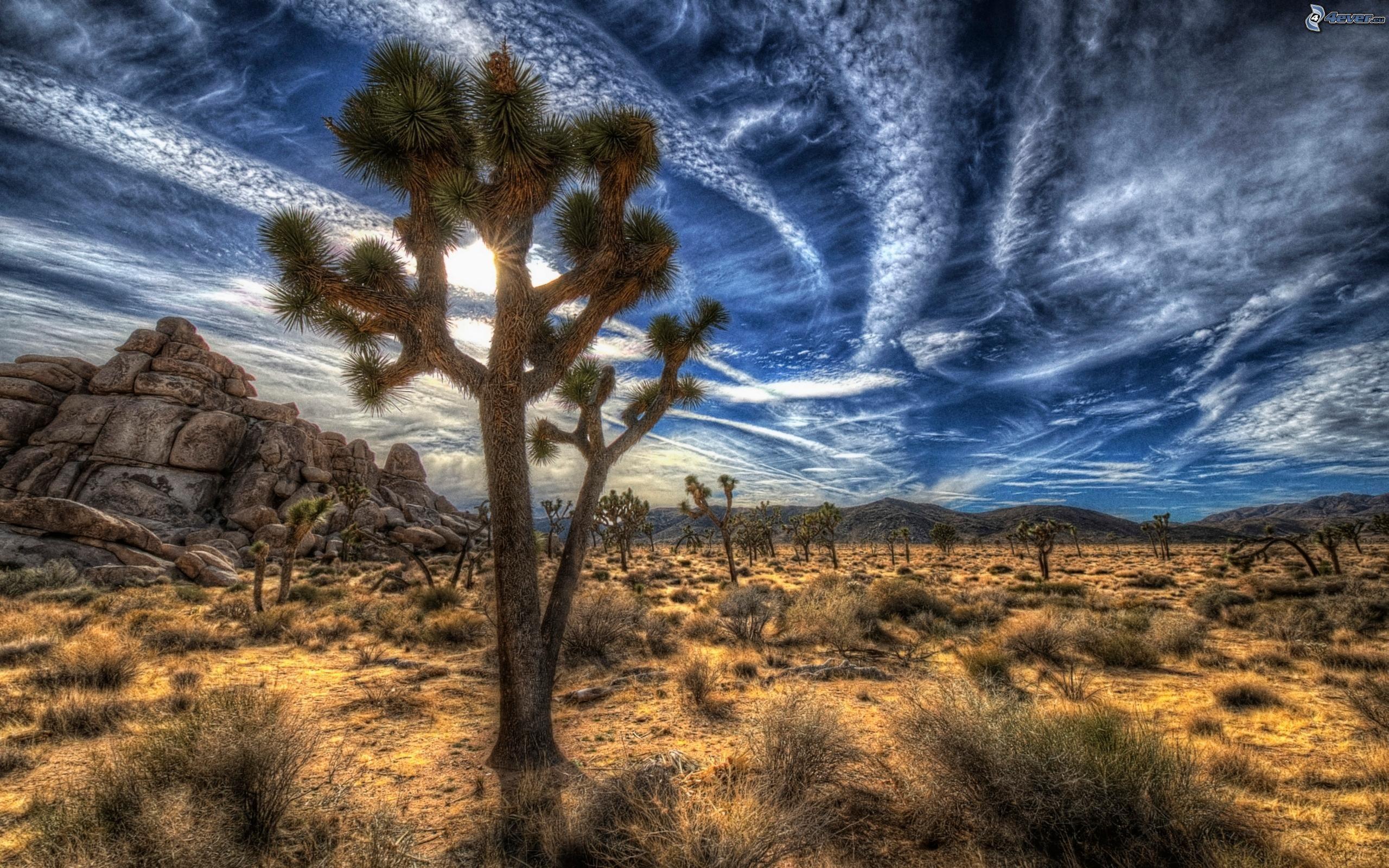 Joshua Tree Wallpapers