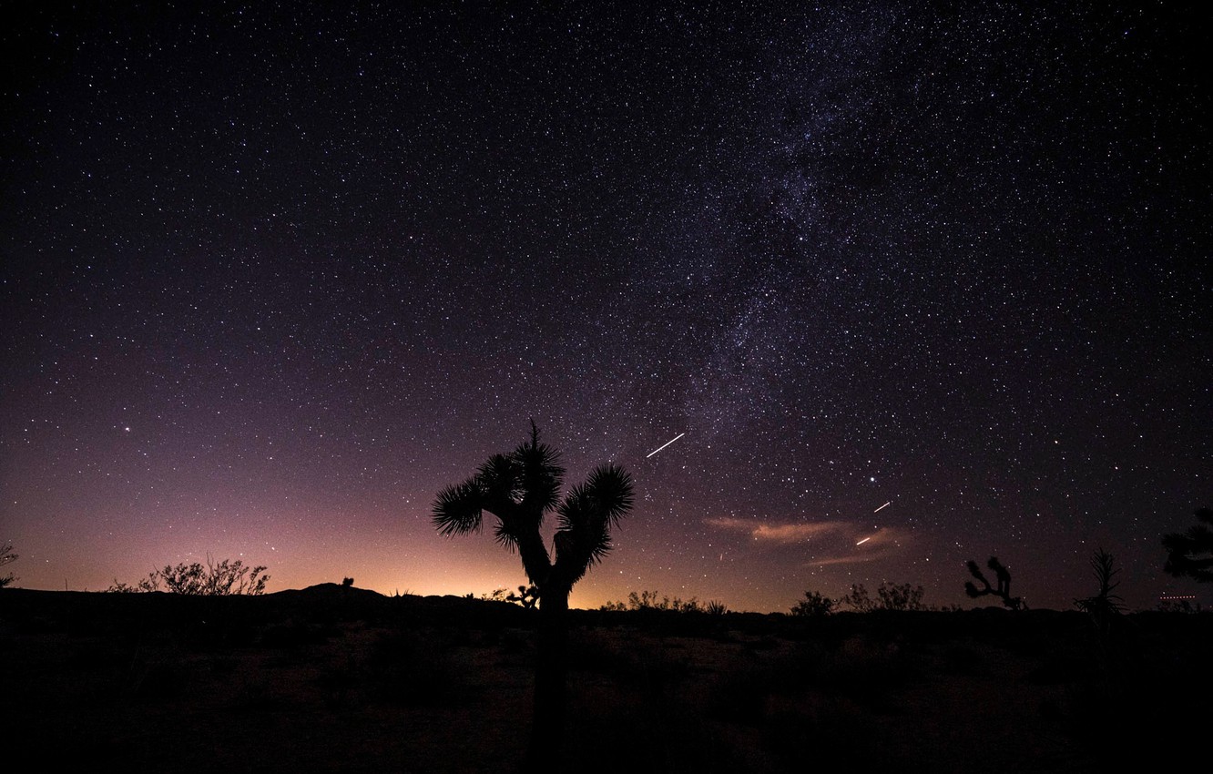 Joshua Tree Wallpapers