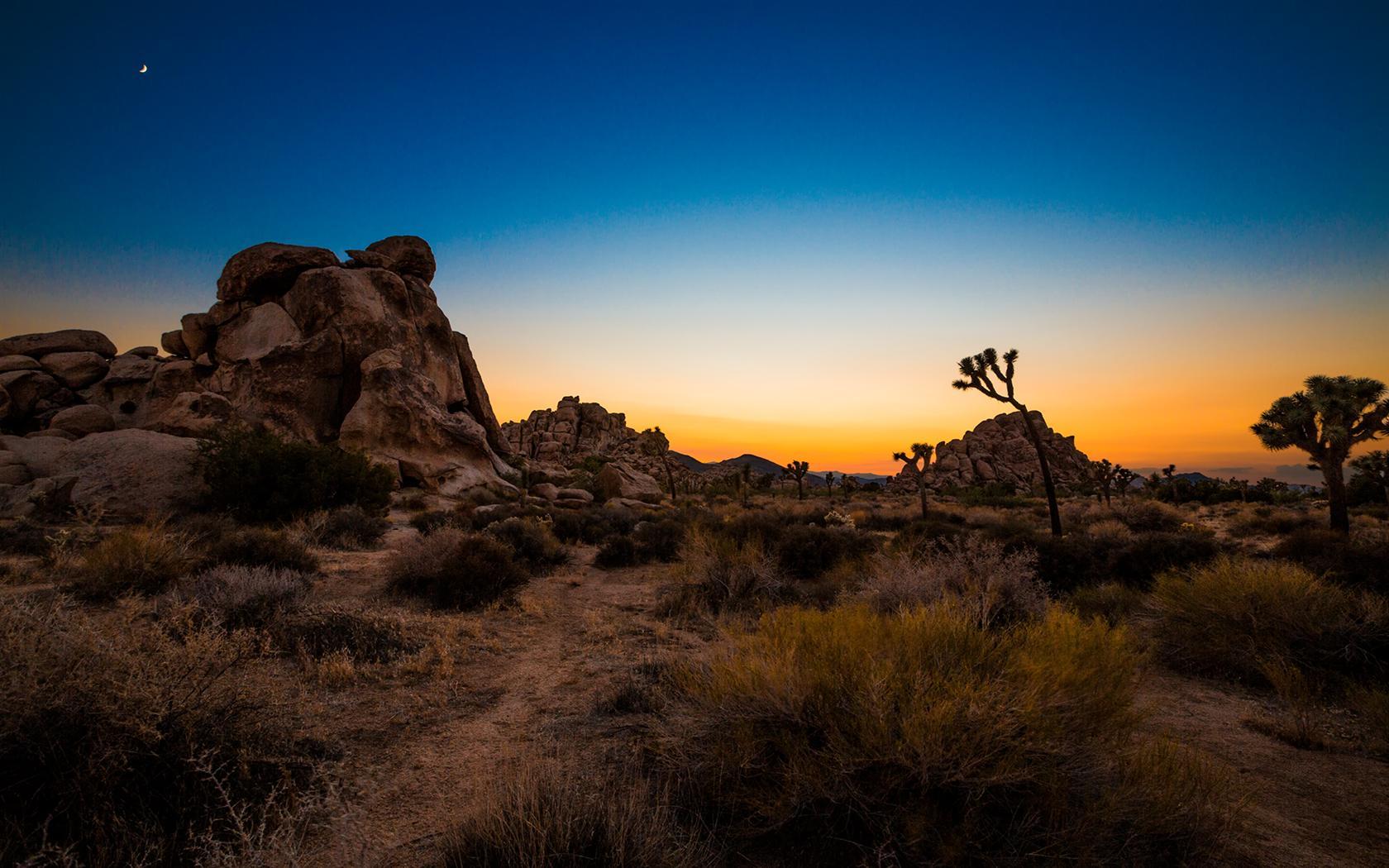 Joshua Tree Wallpapers