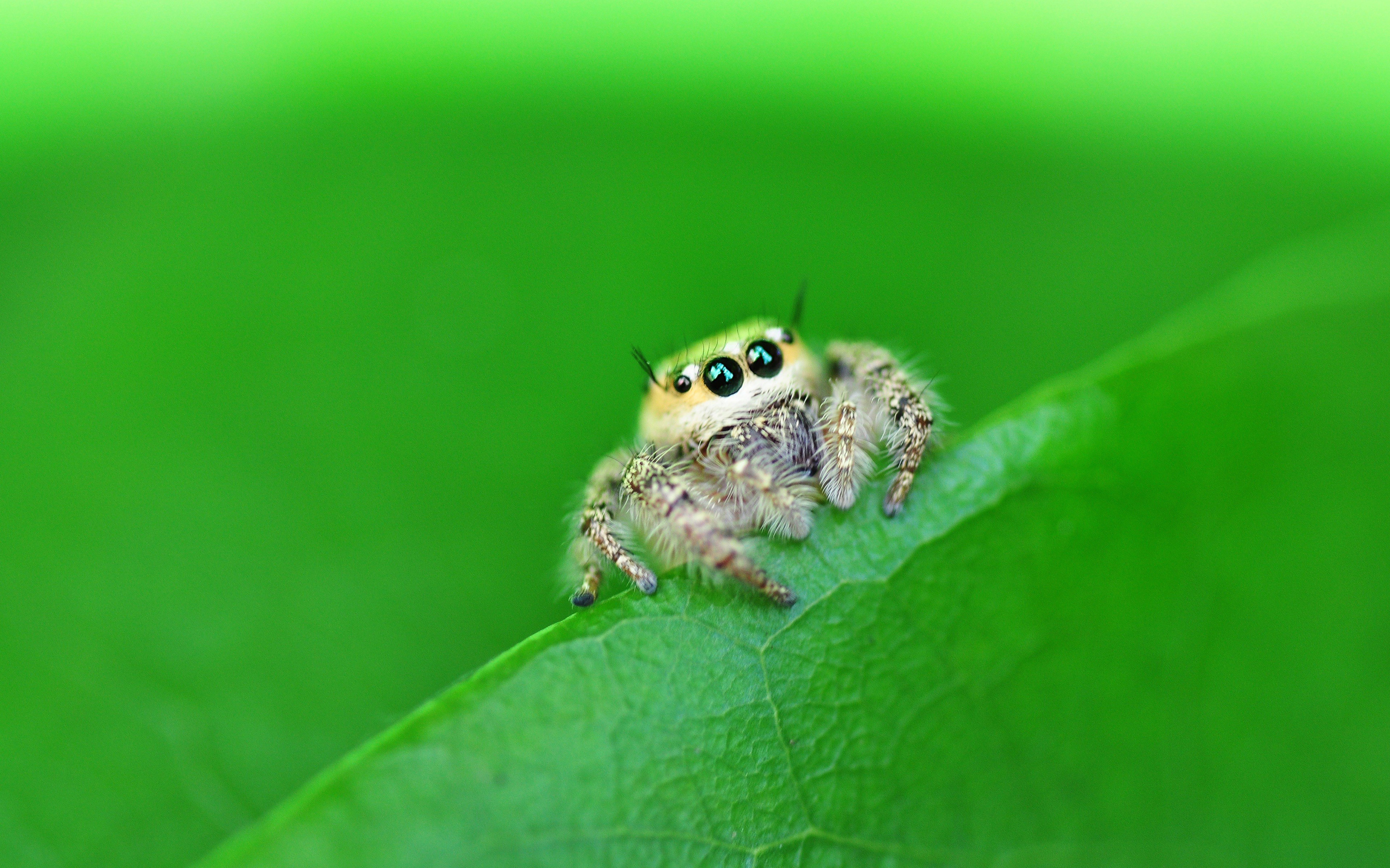 Jumping Spider Wallpapers