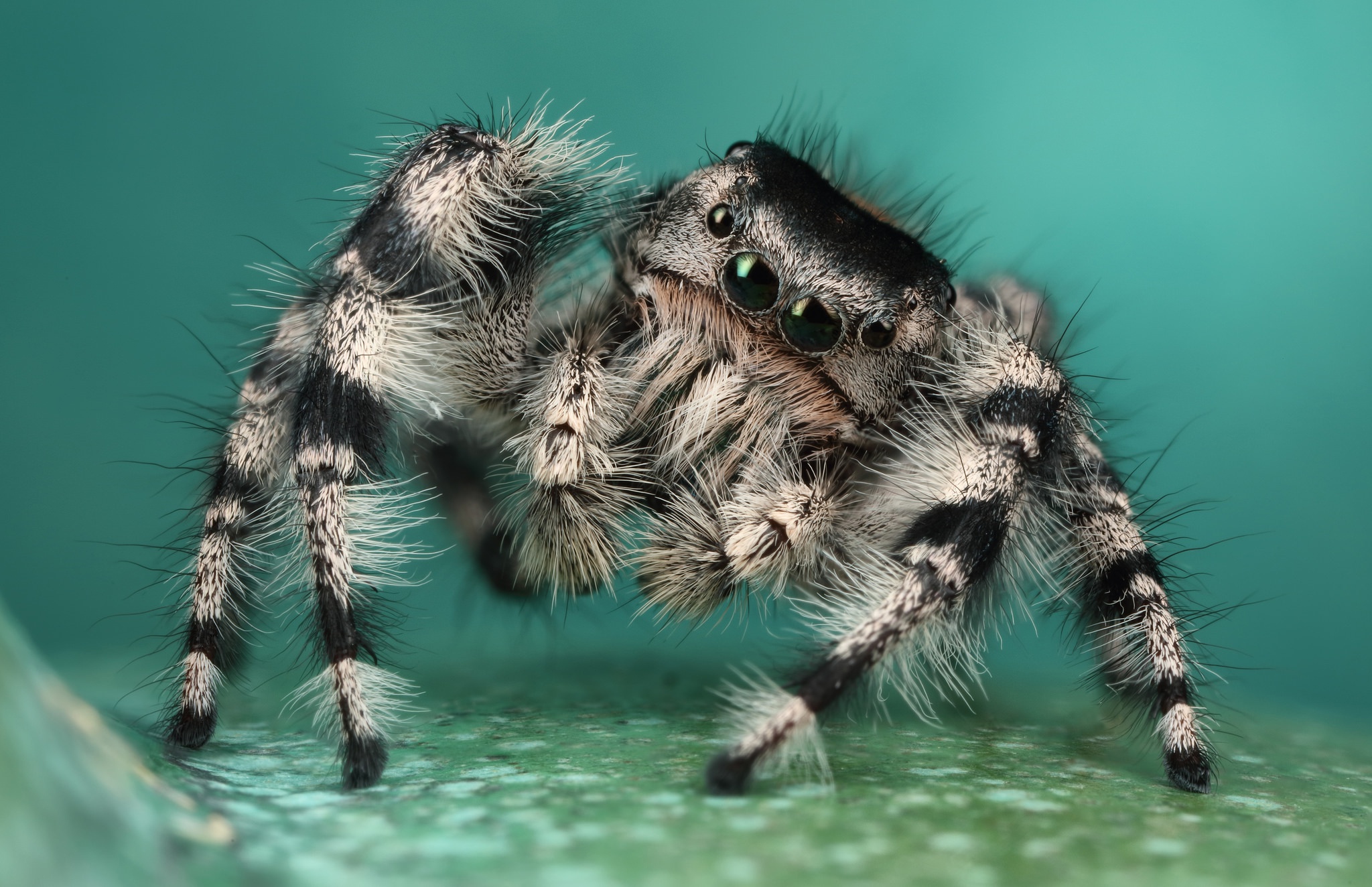 Jumping Spider Wallpapers