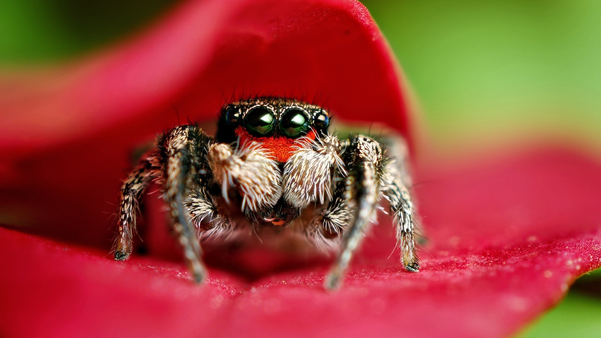 Jumping Spider Wallpapers