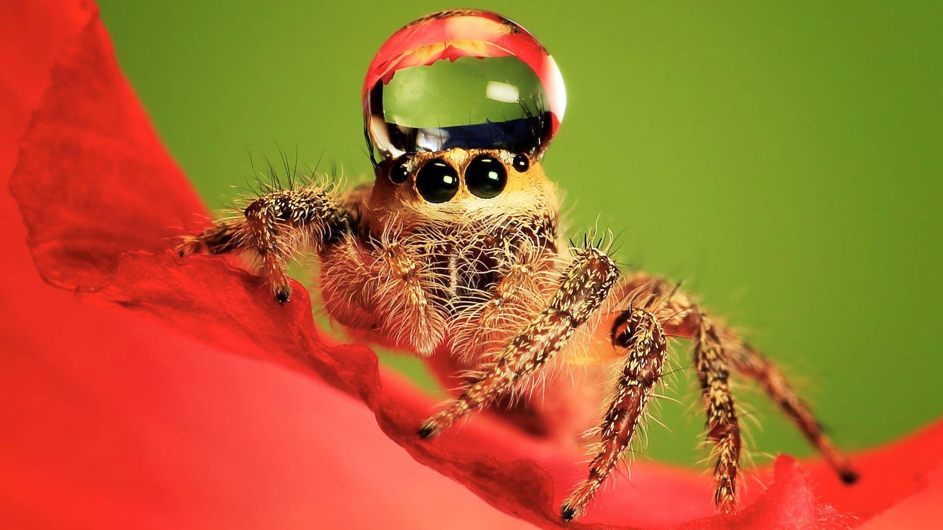 Jumping Spider Wallpapers