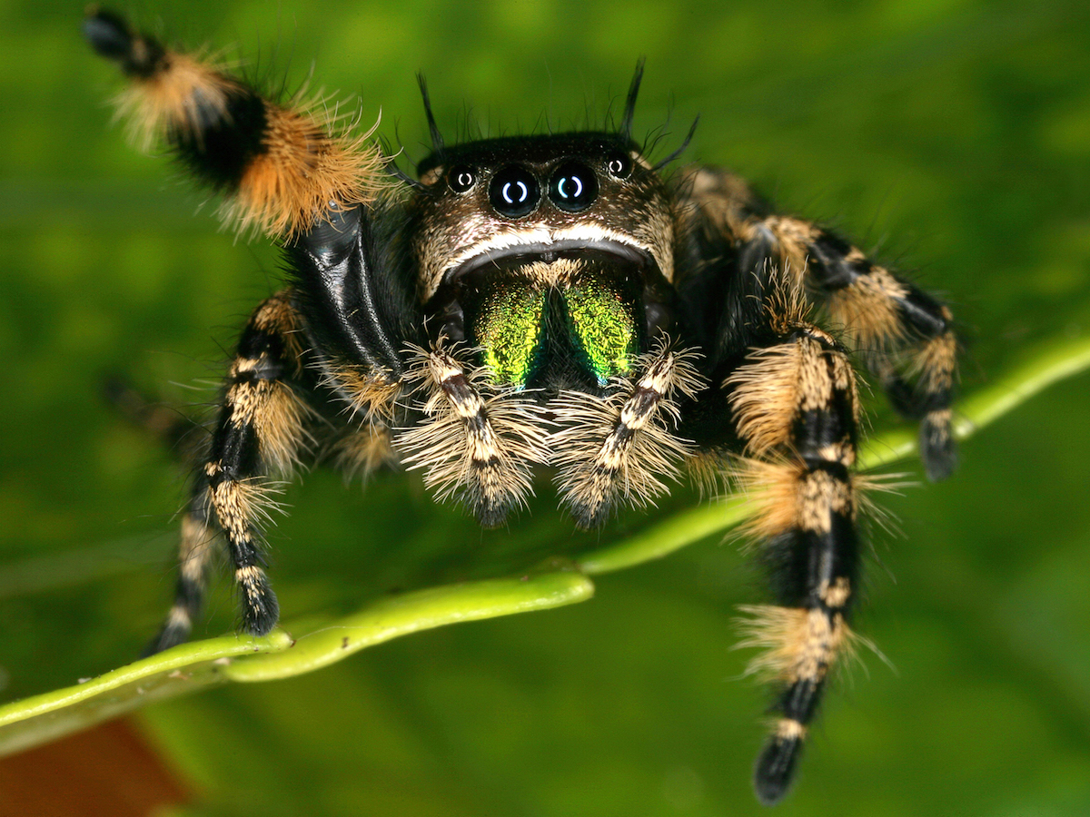 Jumping Spider Wallpapers