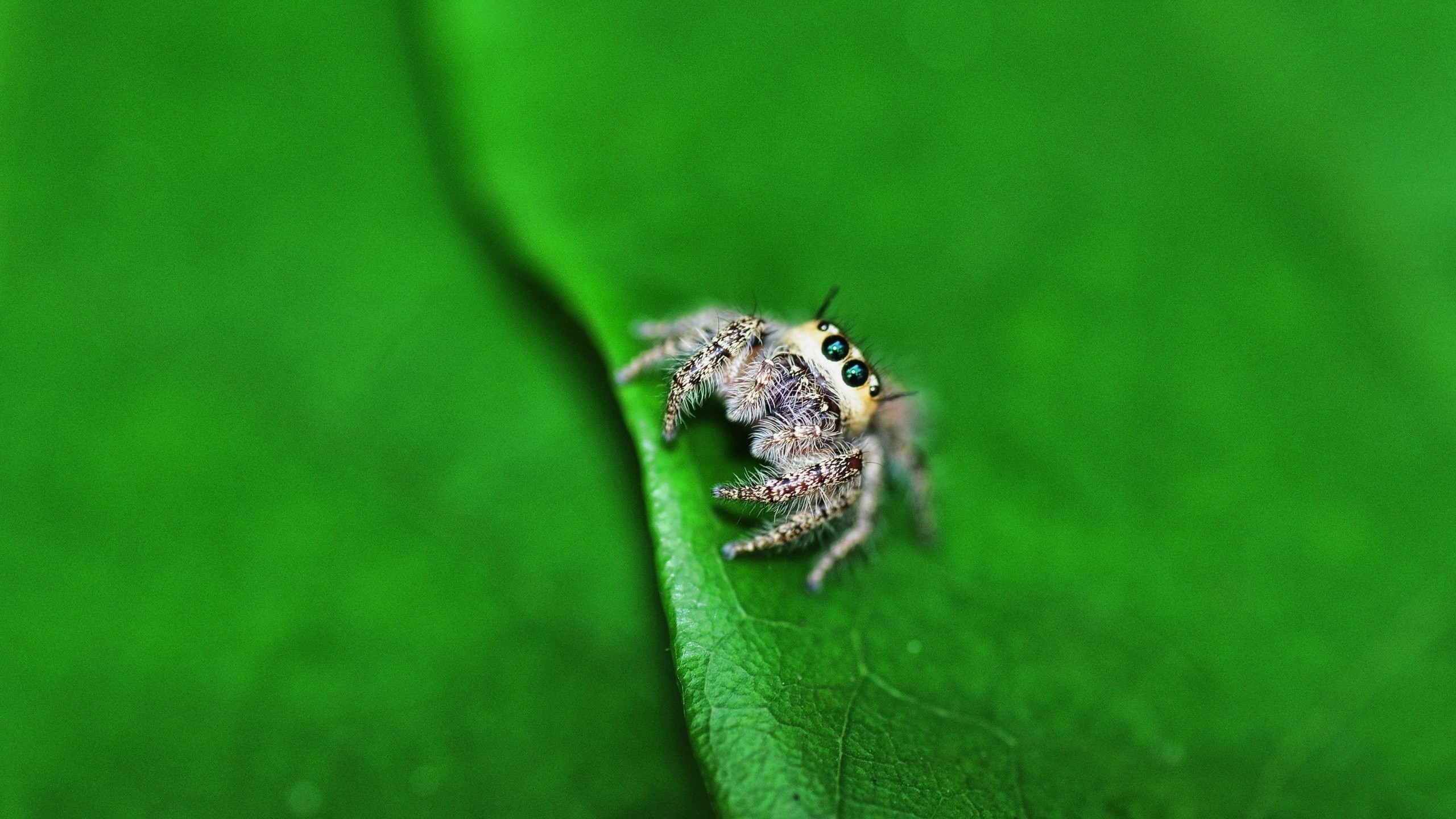 Jumping Spider Wallpapers