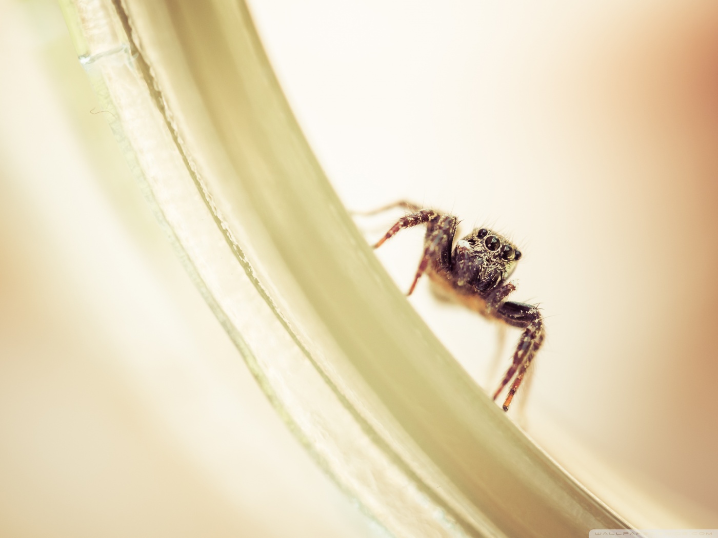 Jumping Spider Wallpapers
