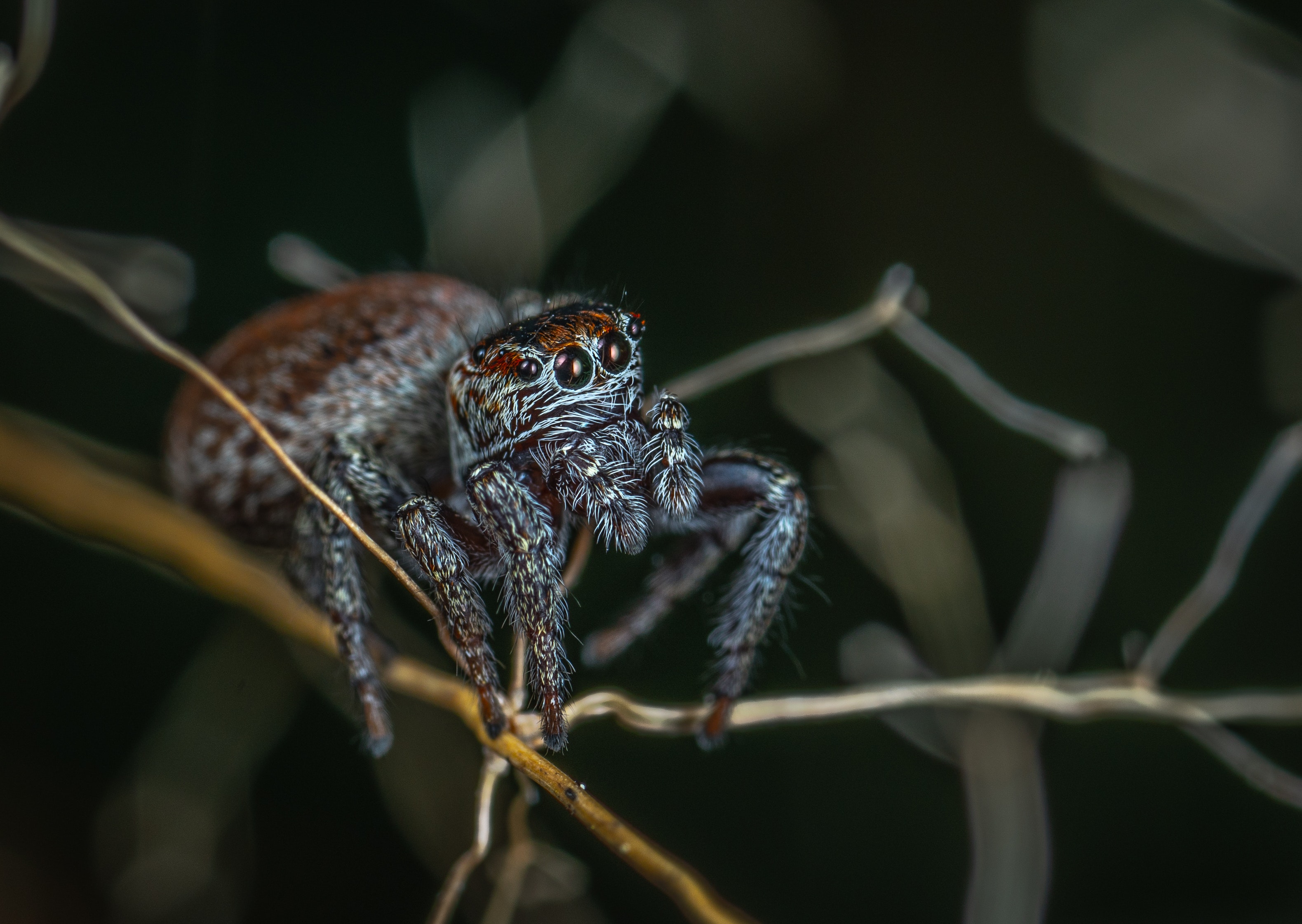 Jumping Spider Wallpapers