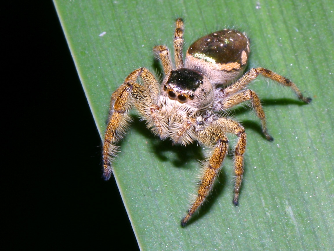 Jumping Spider Wallpapers