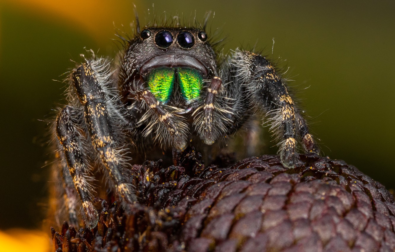 Jumping Spider Wallpapers