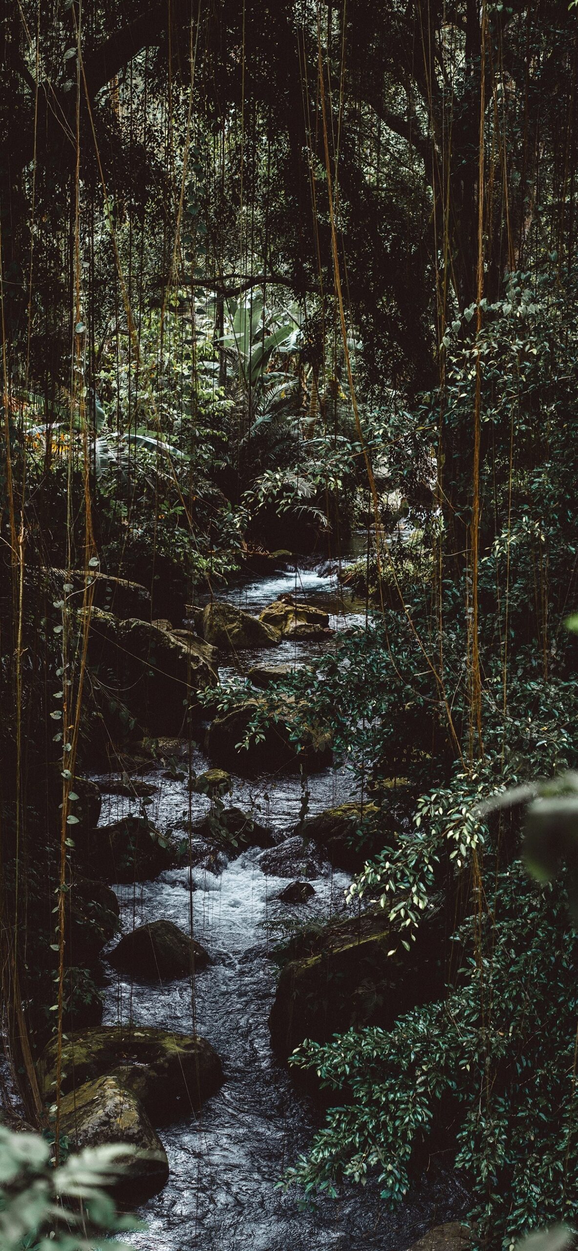 Jungle Iphone Wallpapers