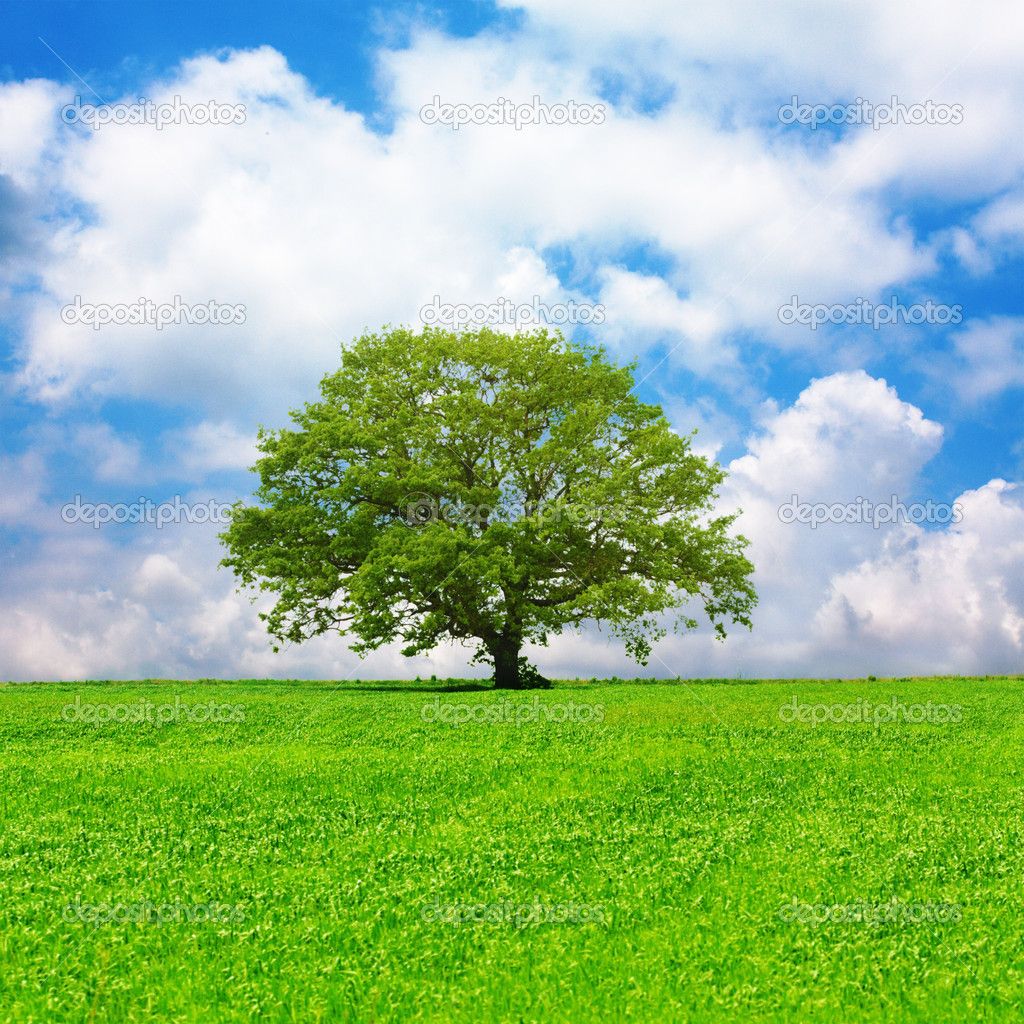 Just A Tree Wallpapers