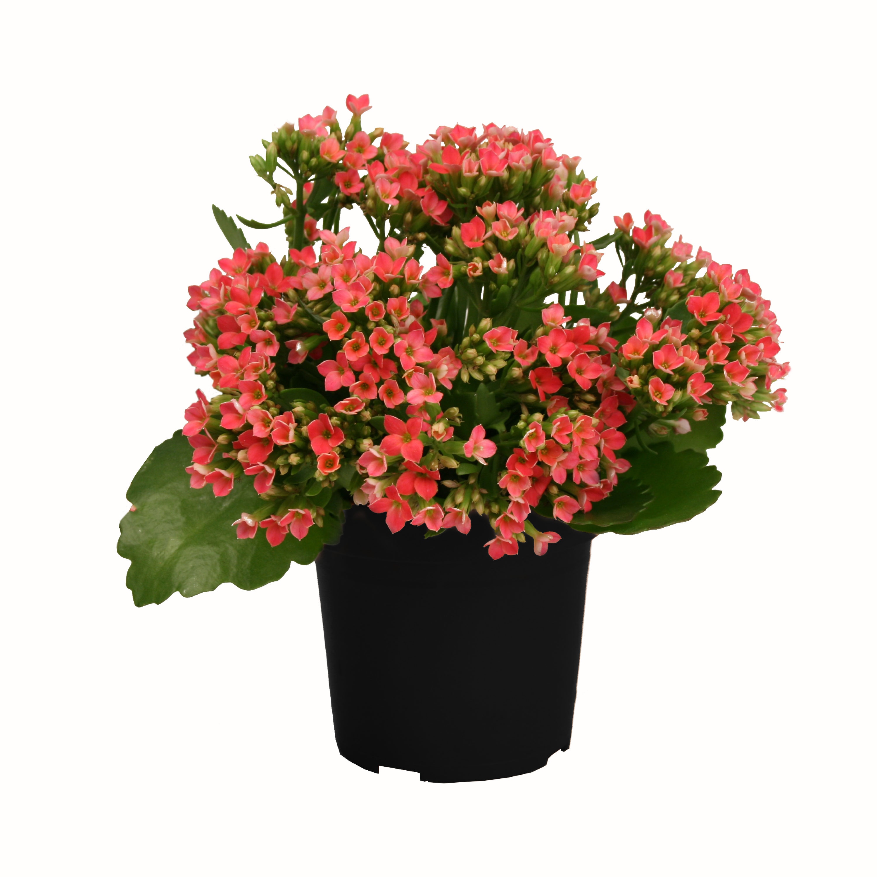 Kalanchoe Wallpapers