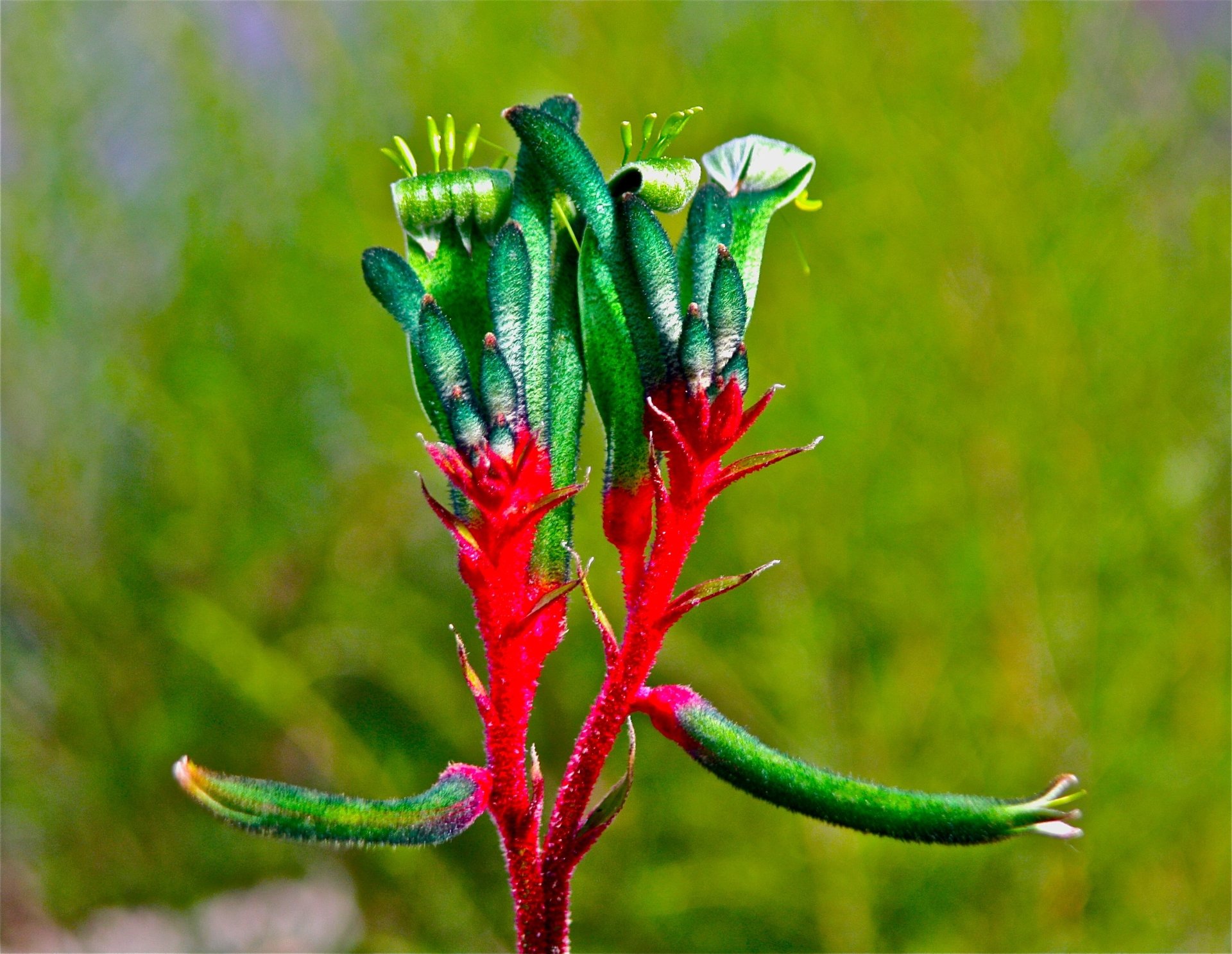 Kangaroo Paw Wallpapers