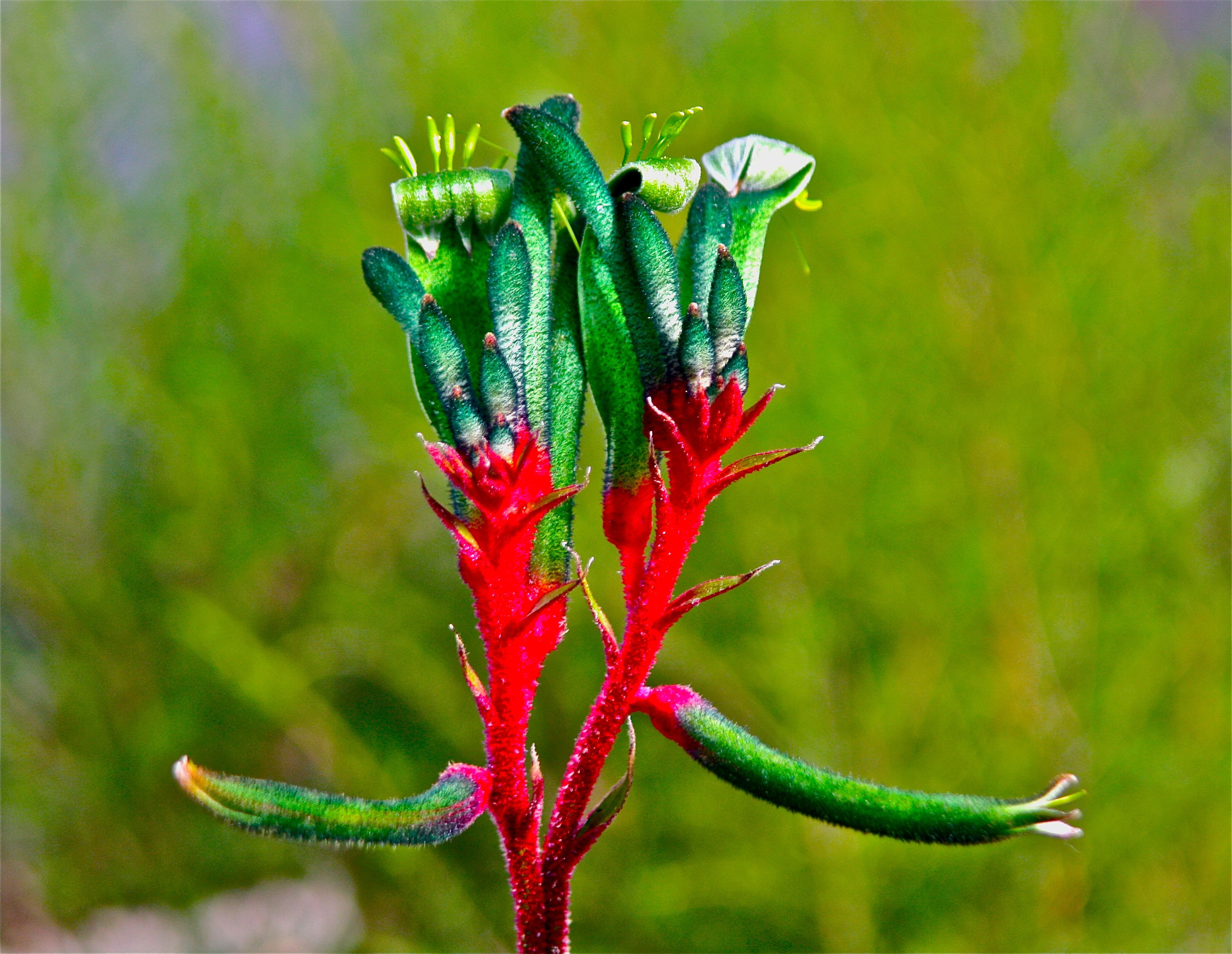 Kangaroo Paw Wallpapers