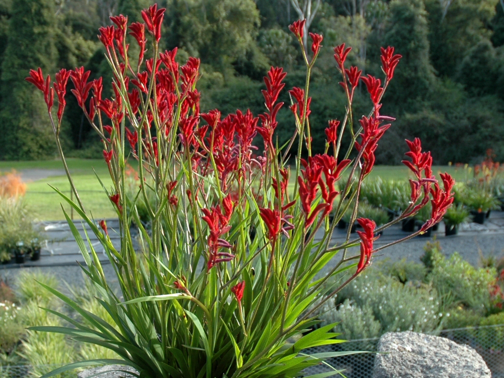 Kangaroo Paw Wallpapers