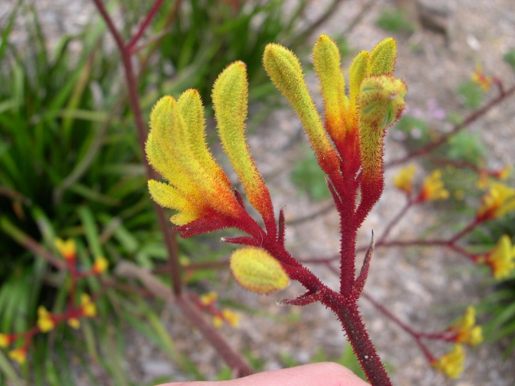 Kangaroo Paw Wallpapers