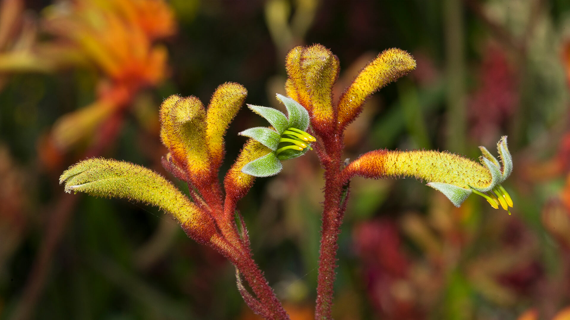 Kangaroo Paw Wallpapers