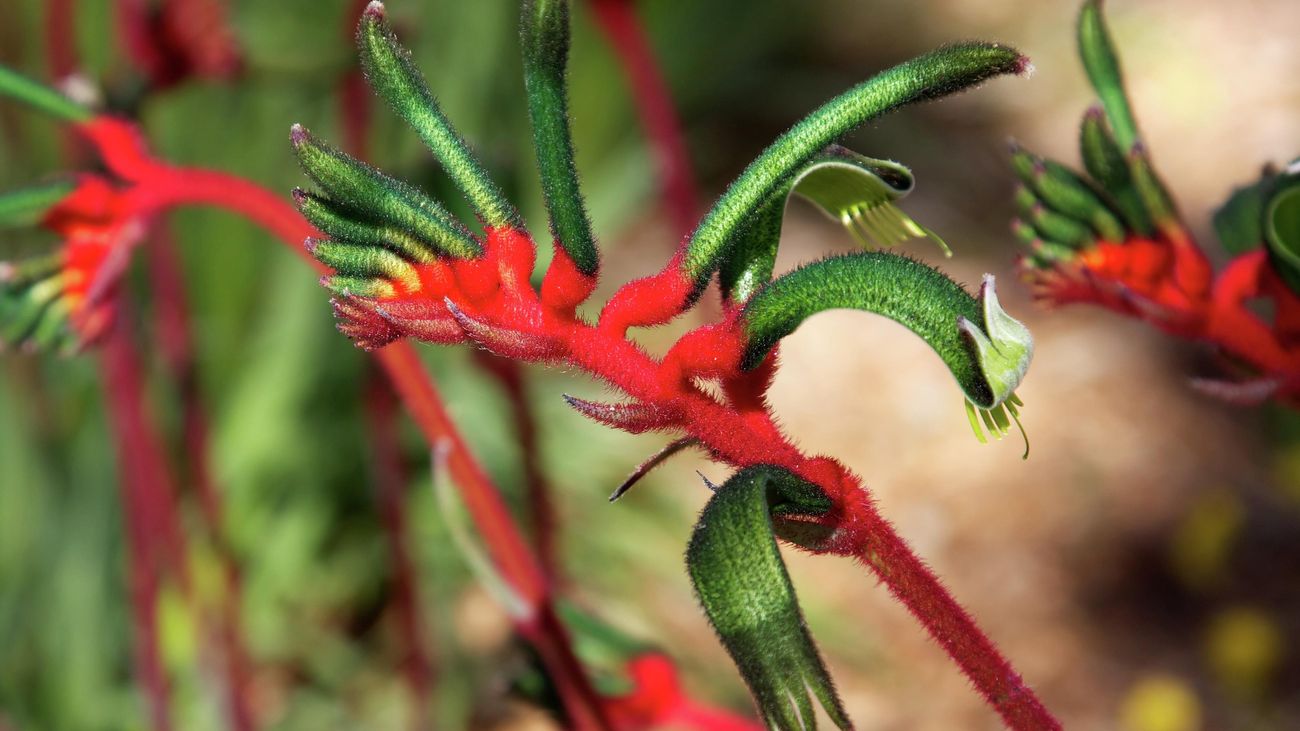 Kangaroo Paw Wallpapers