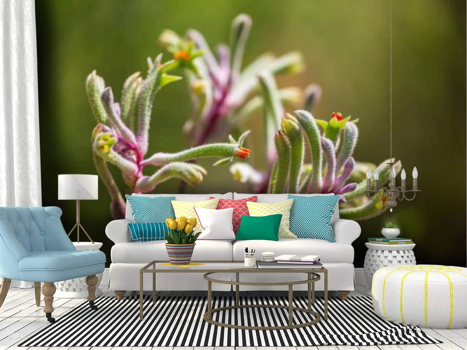 Kangaroo Paw Wallpapers