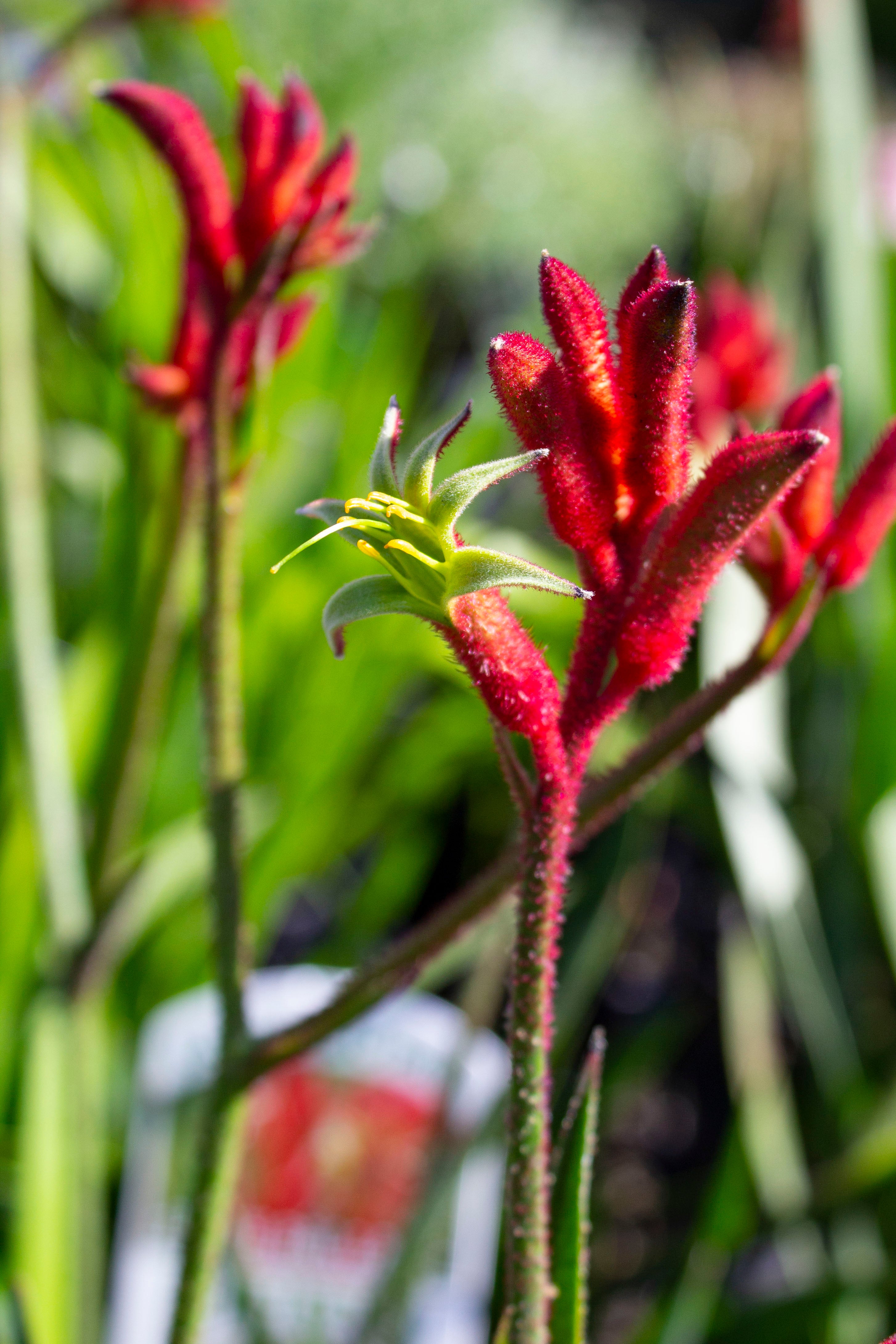 Kangaroo Paw Wallpapers