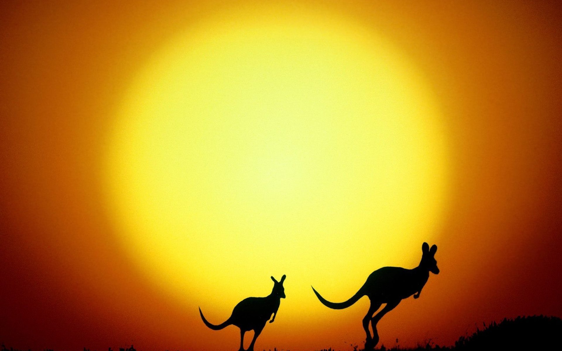 Kangaroo Wallpapers