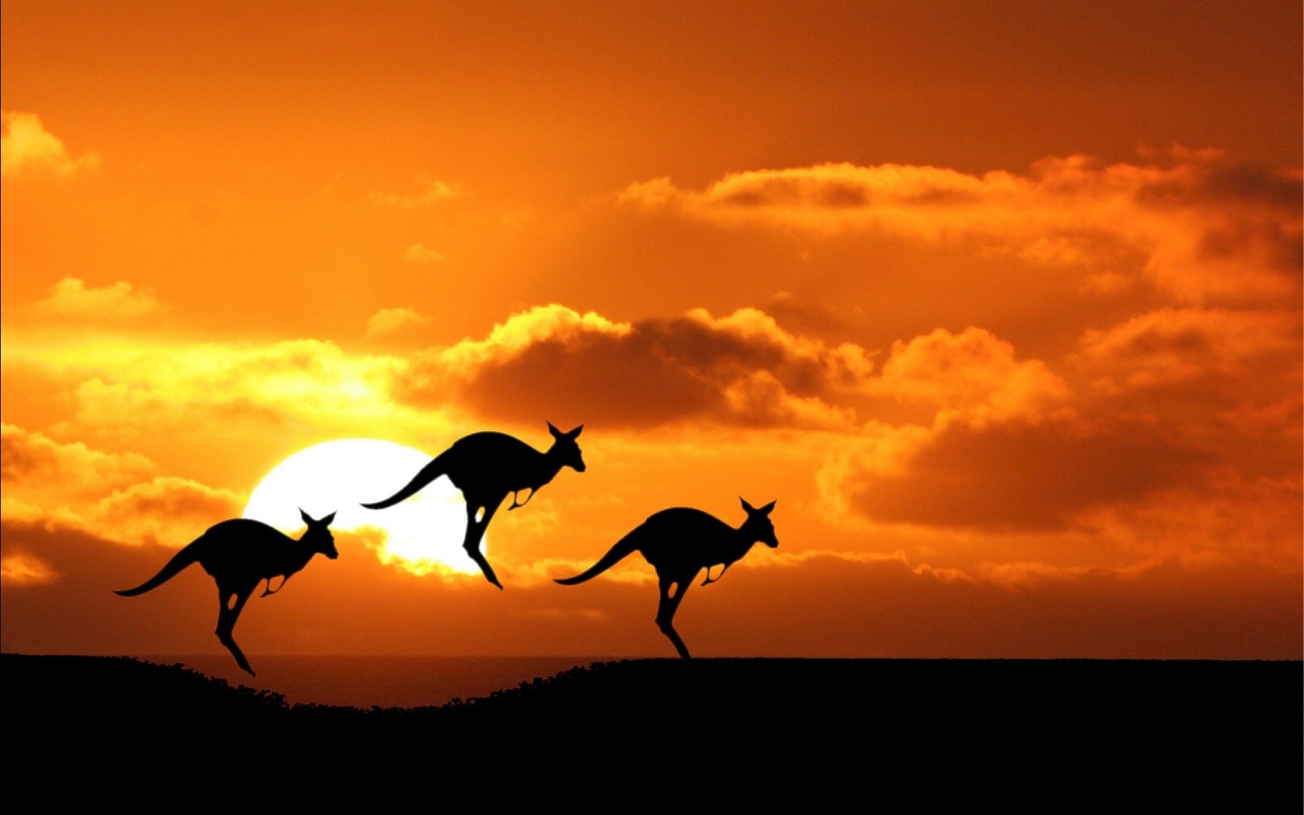 Kangaroo Wallpapers