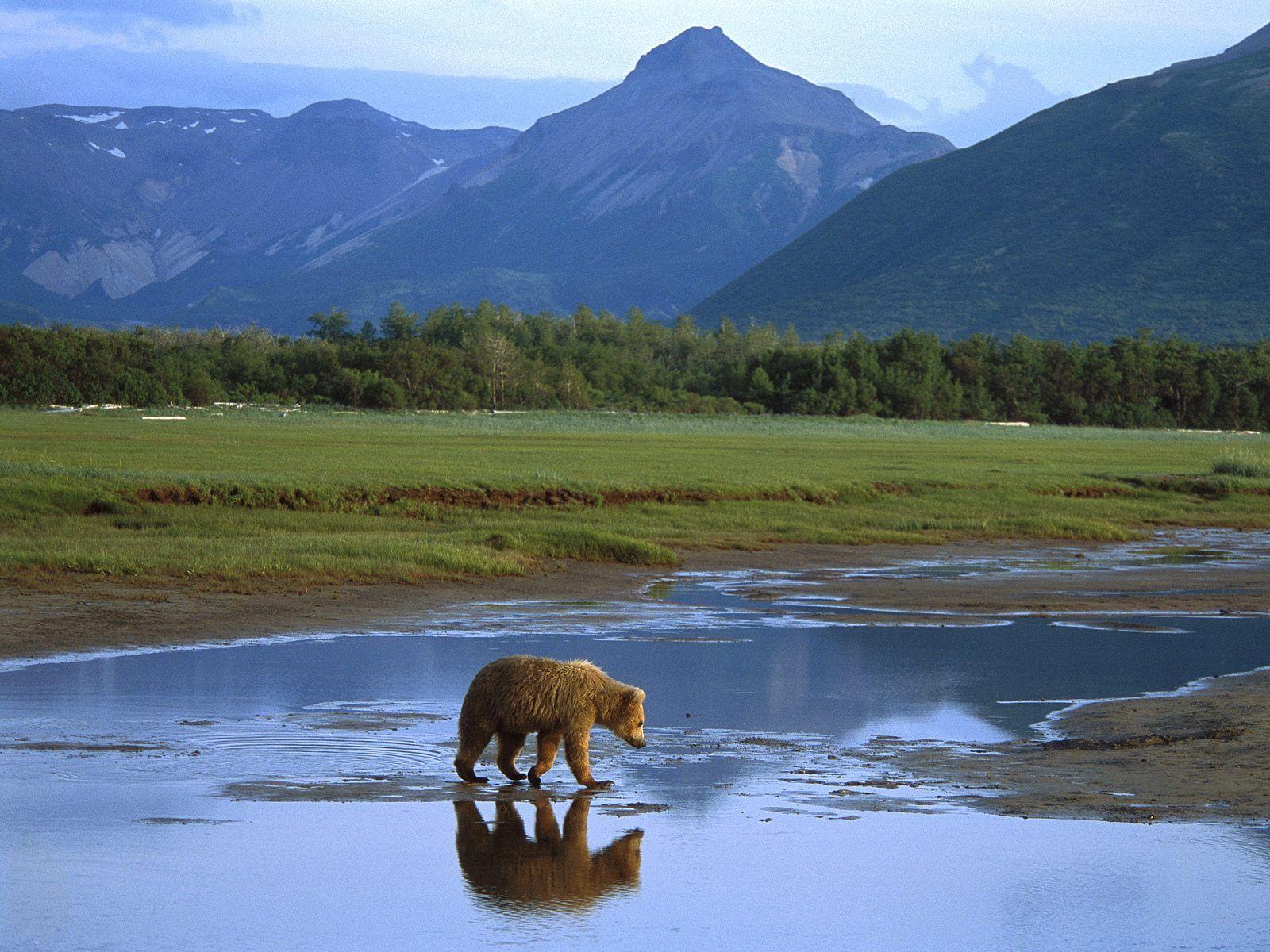 Katmai National Park And Preserve Wallpapers