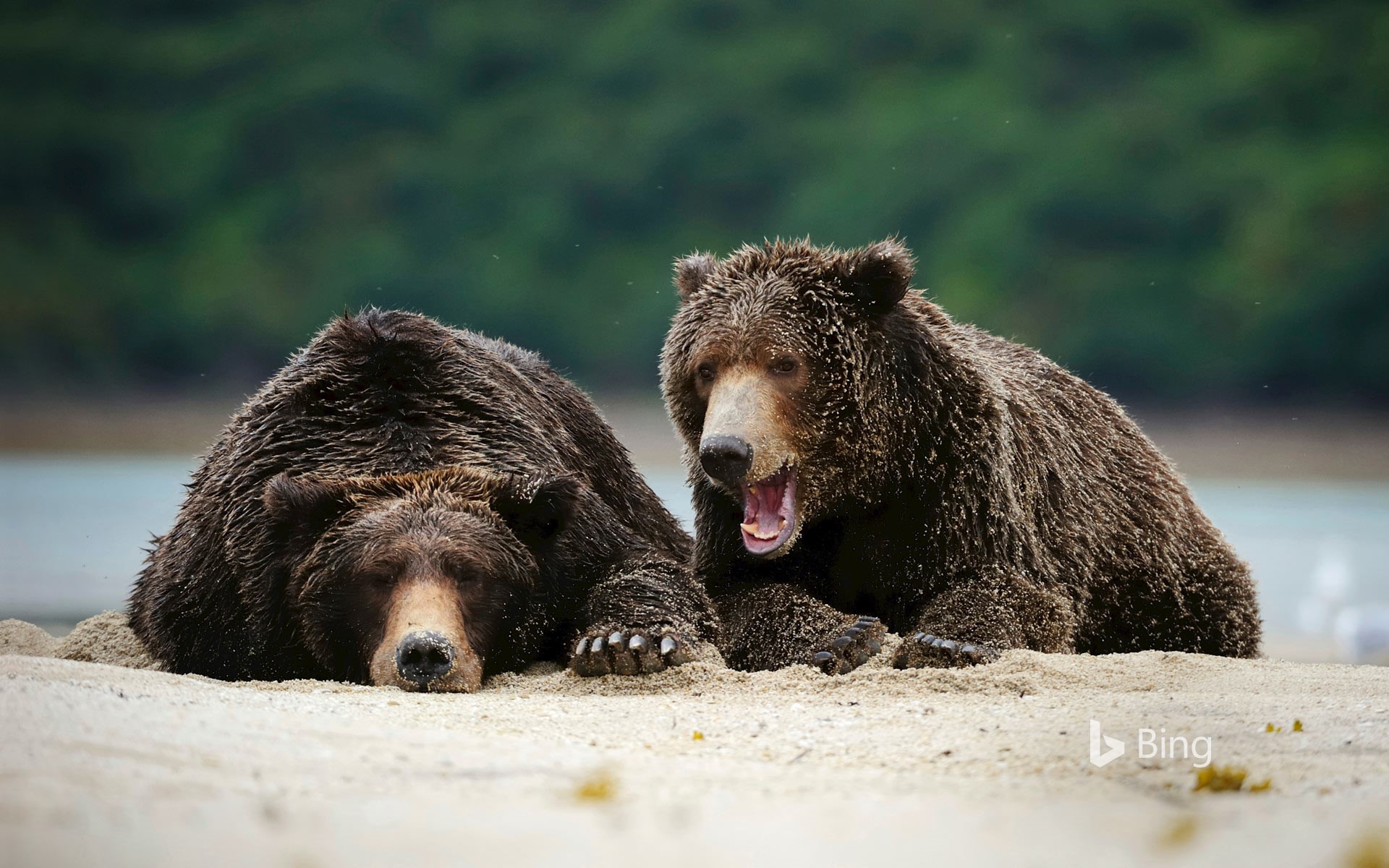 Katmai National Park And Preserve Wallpapers