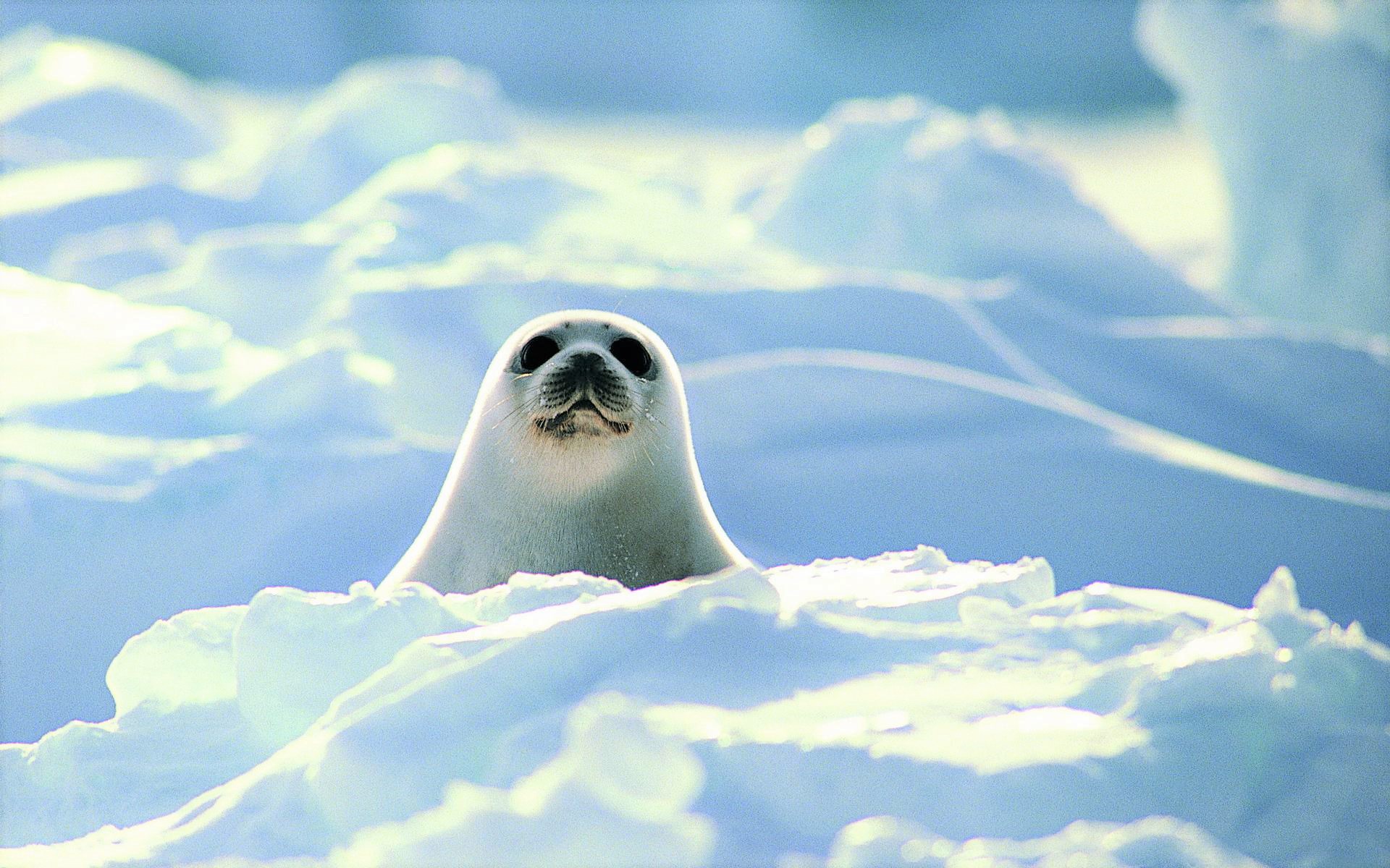 Kawaii Seal Wallpapers