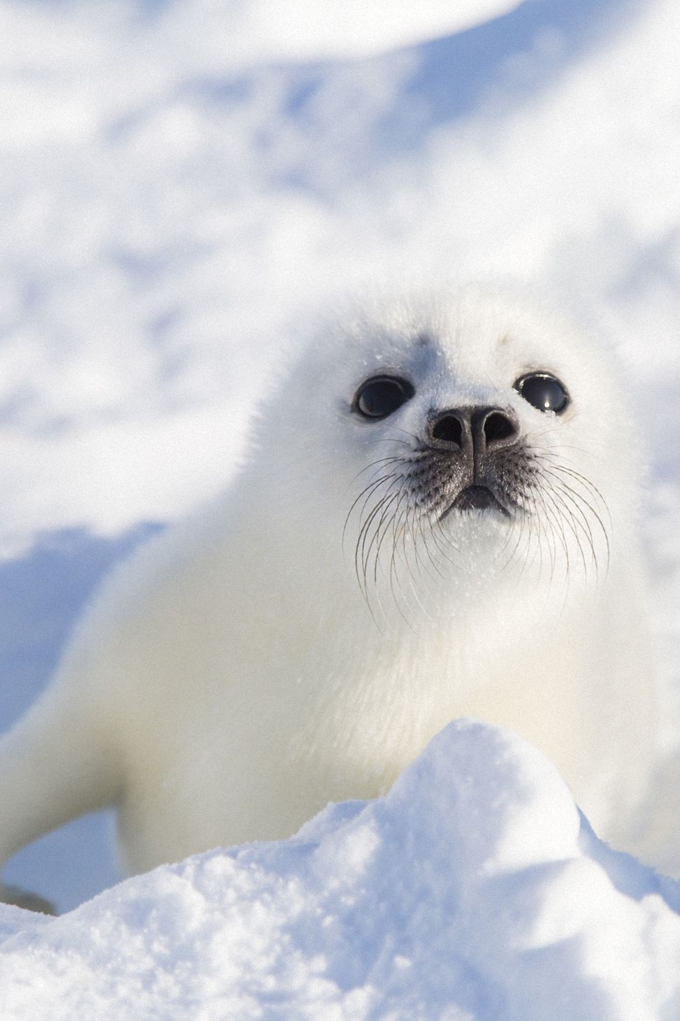 Kawaii Seal Wallpapers