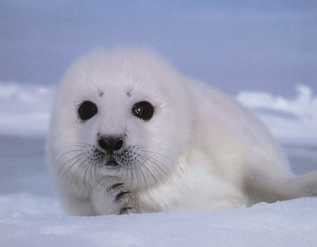 Kawaii Seal Wallpapers