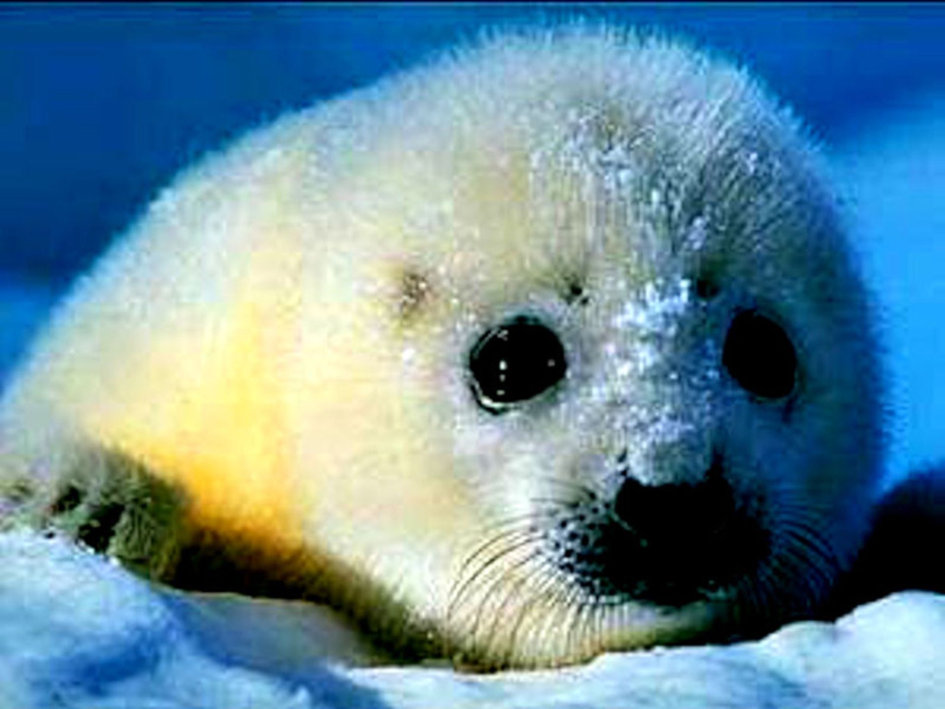 Kawaii Seal Wallpapers