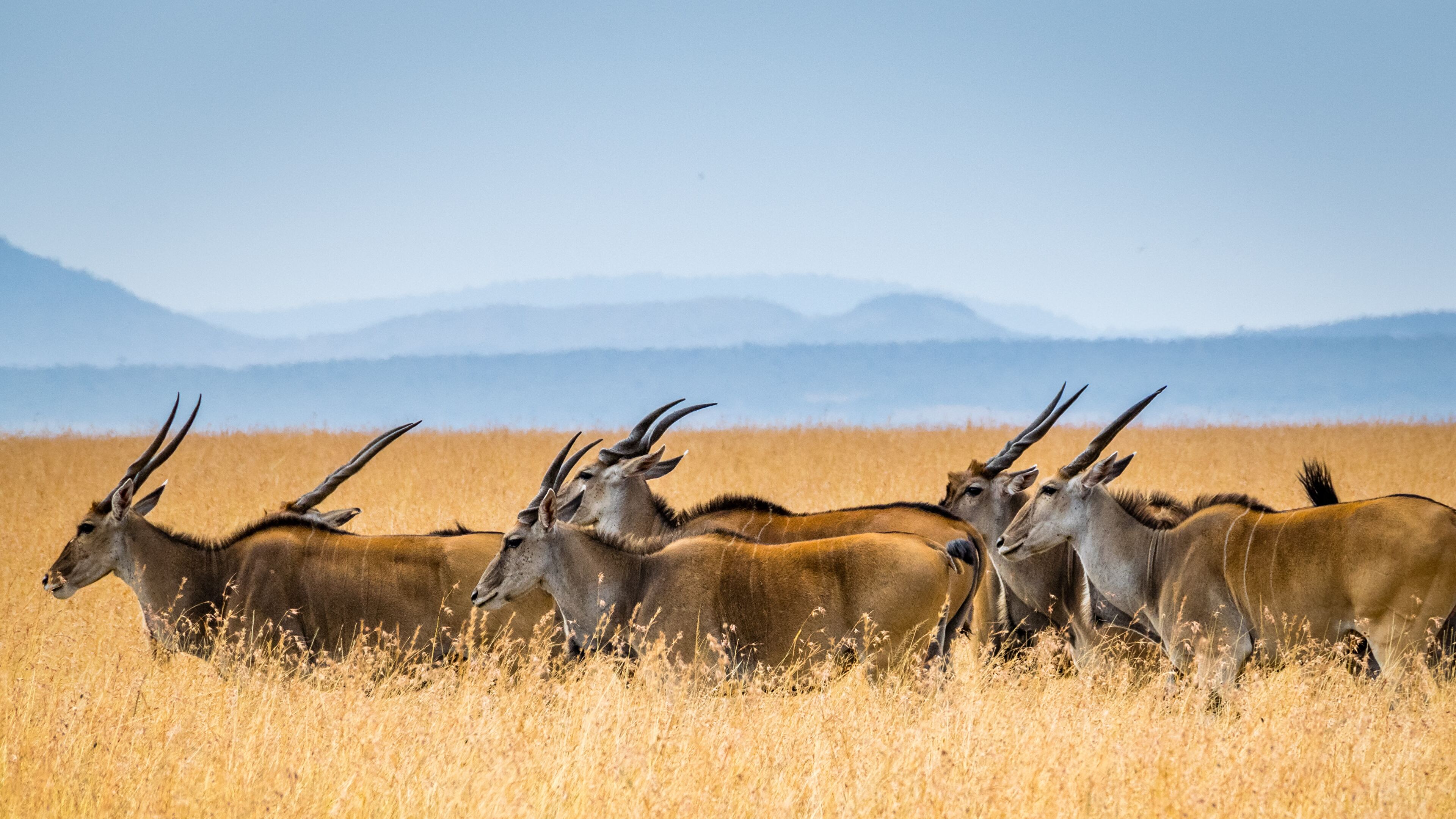 Kenya Wallpapers